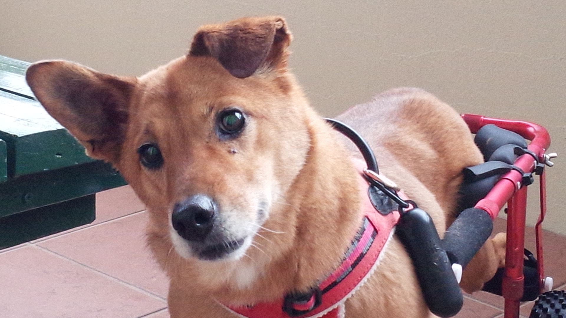 ももちゃん ♀ ももちゃん ♀