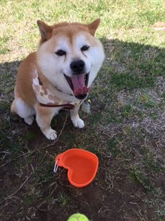 豆助くん ♂ 豆助くん ♂