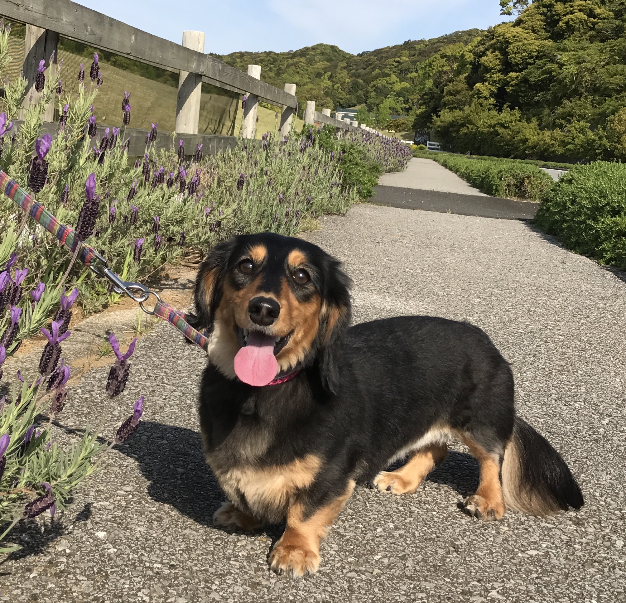 ちーちゃん　♀