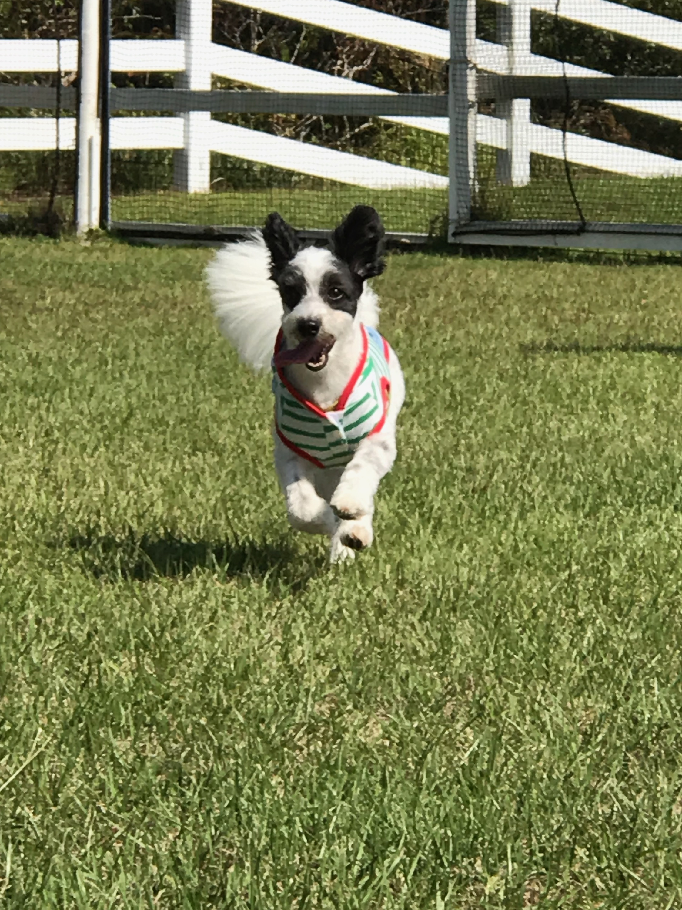 めろんちゃん めろんちゃん