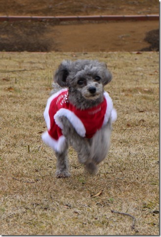 クッキーちゃん