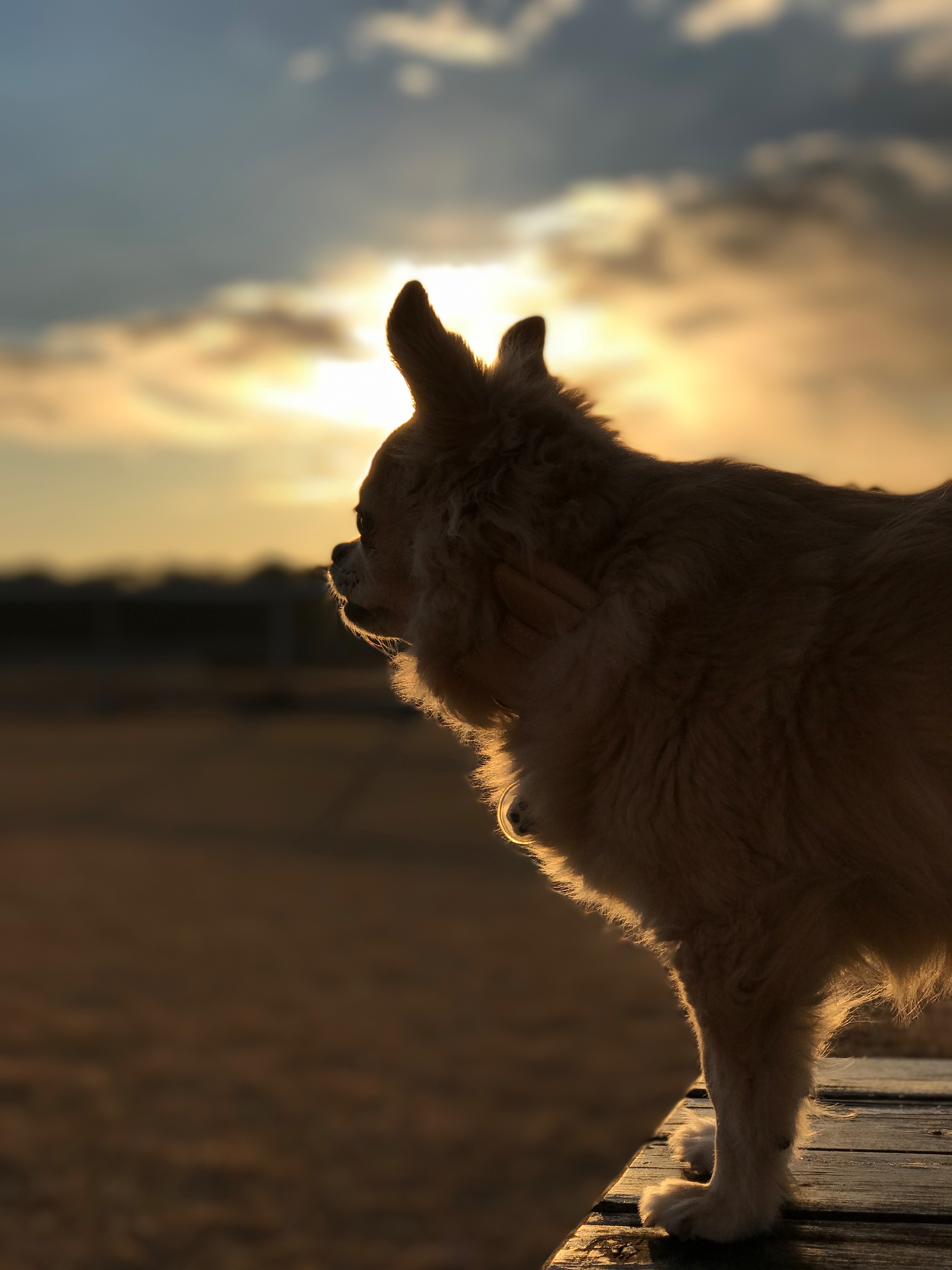 ちくわくん　♂