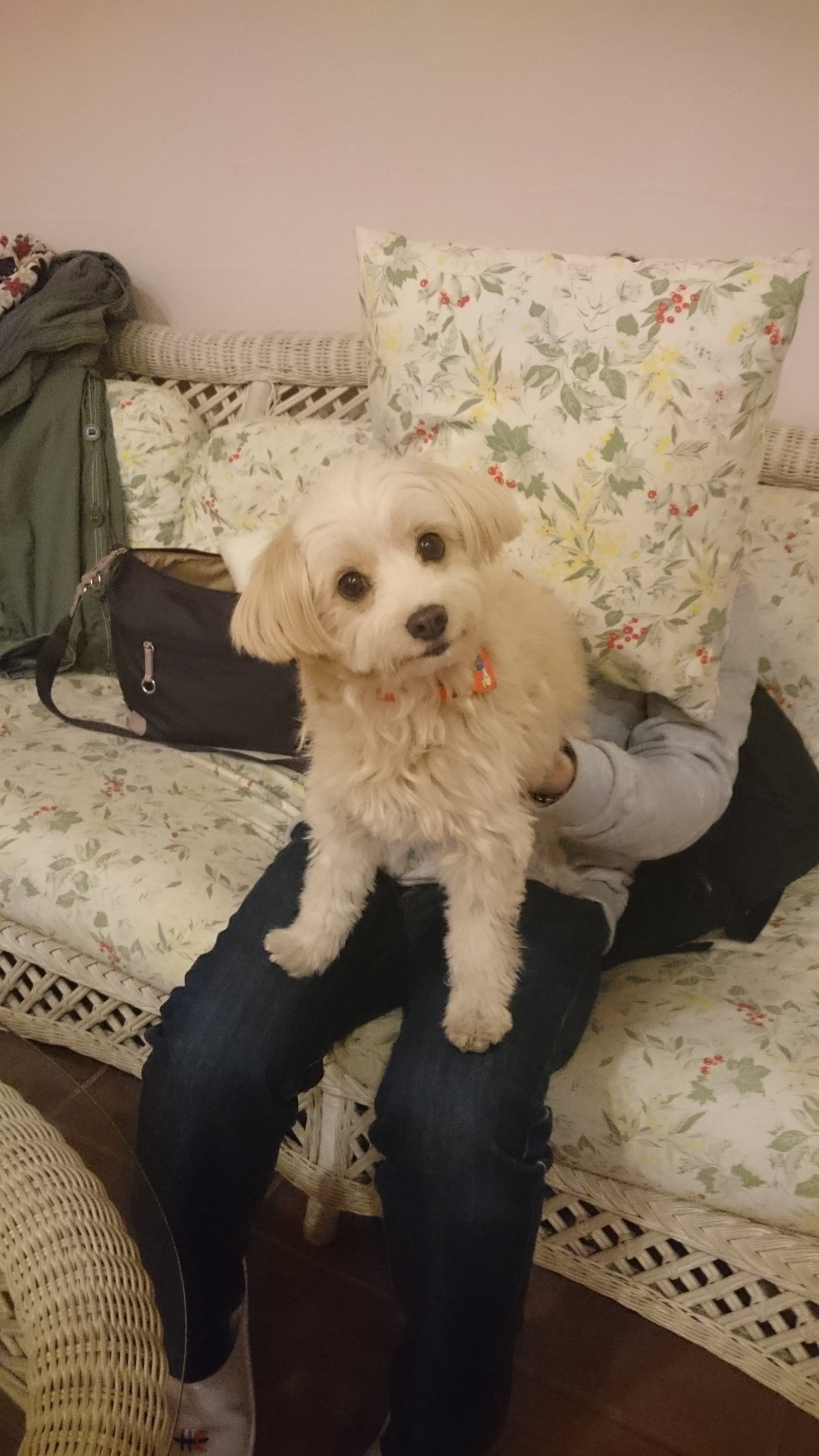 コロンちゃん コロンちゃん