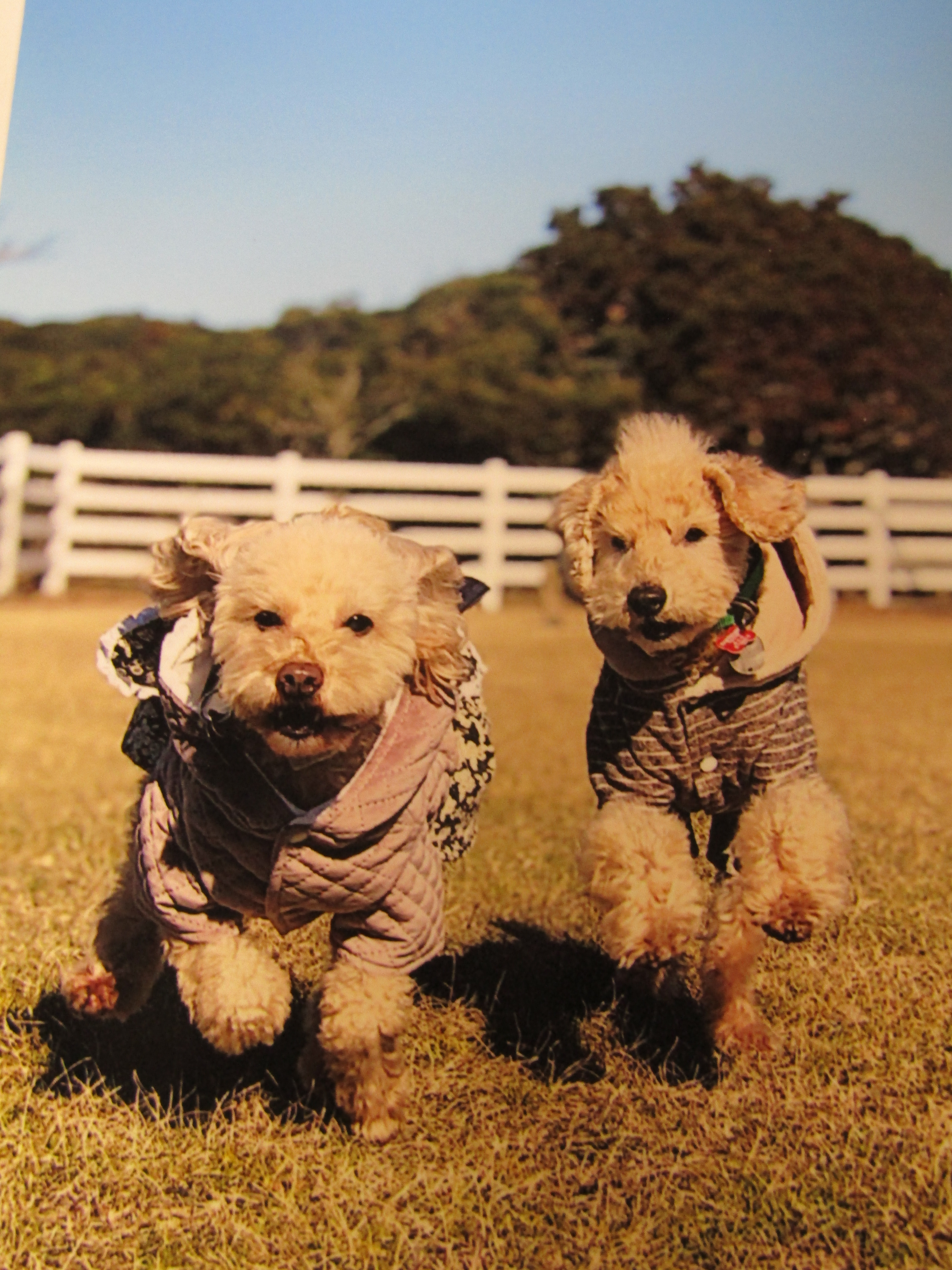 パックくん&ピッコちゃん パックくん&ピッコちゃん