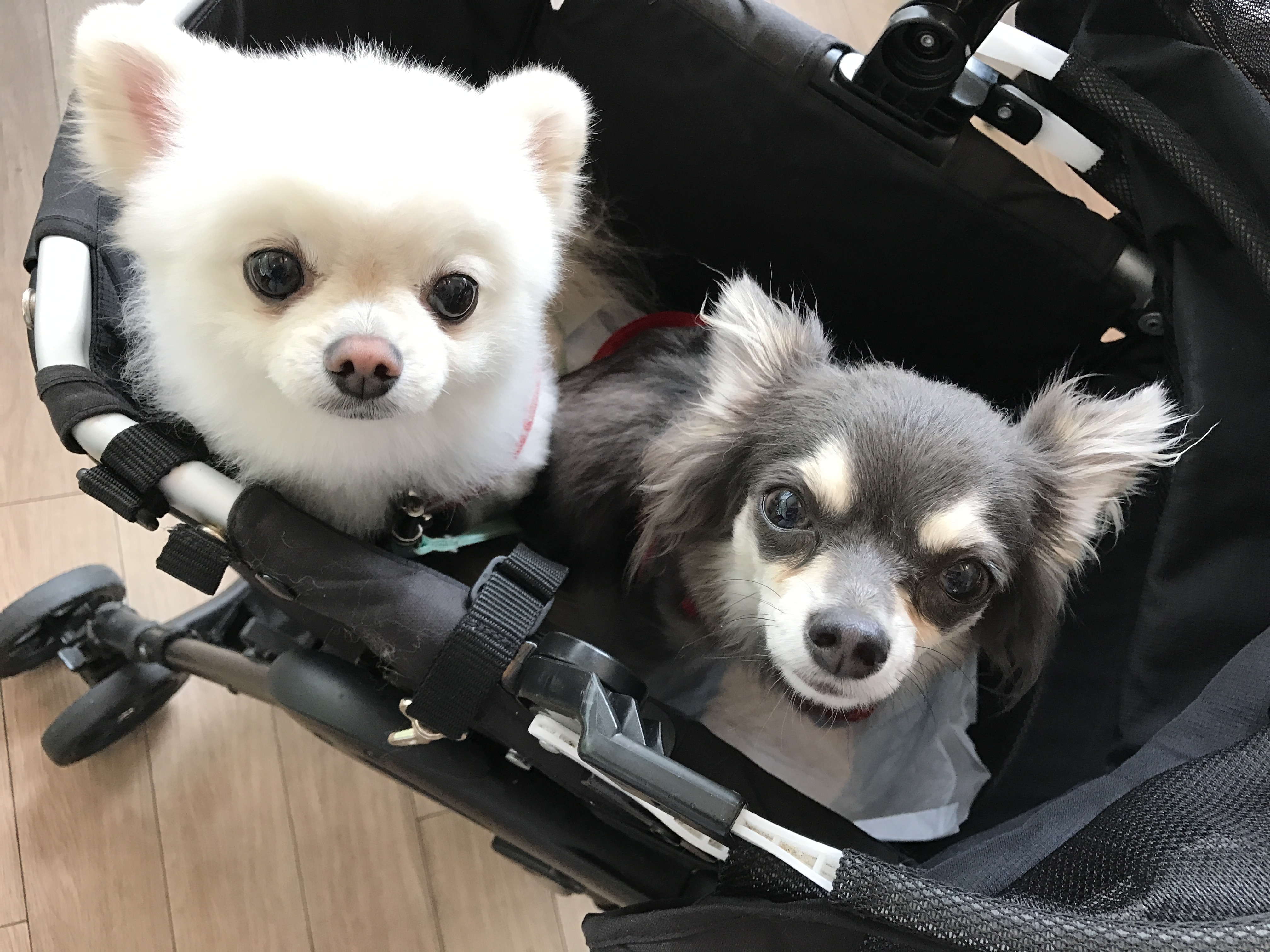 ぽんずくん&しらすくん ぽんずくん&しらすくん