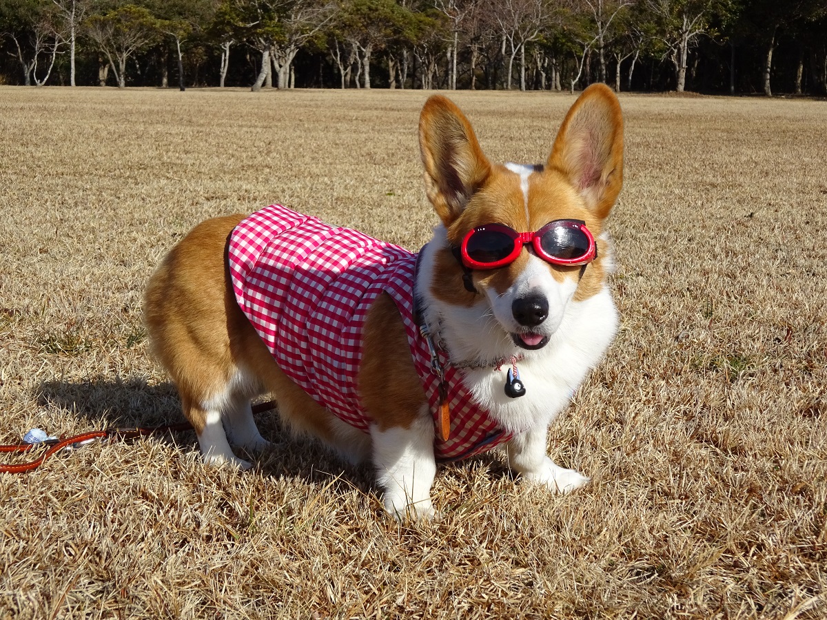 Candyちゃん Candyちゃん