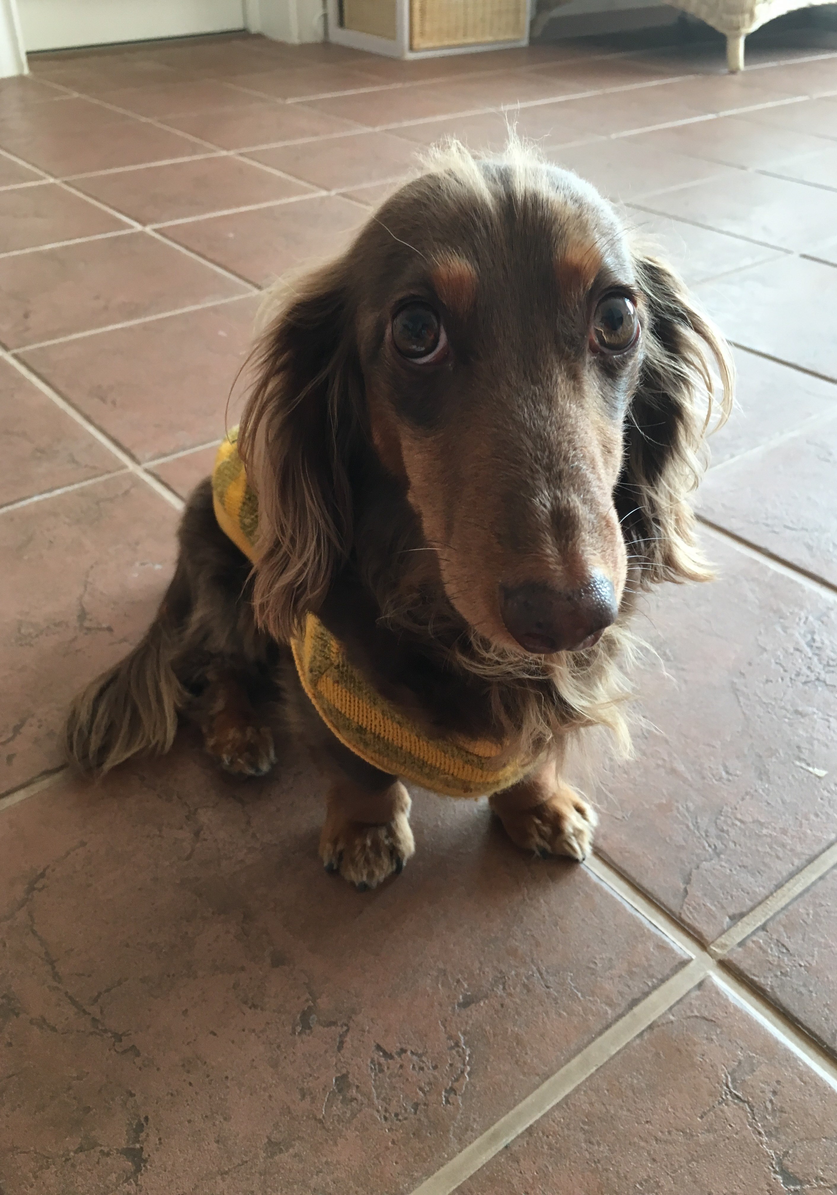 フーガくん フーガくん