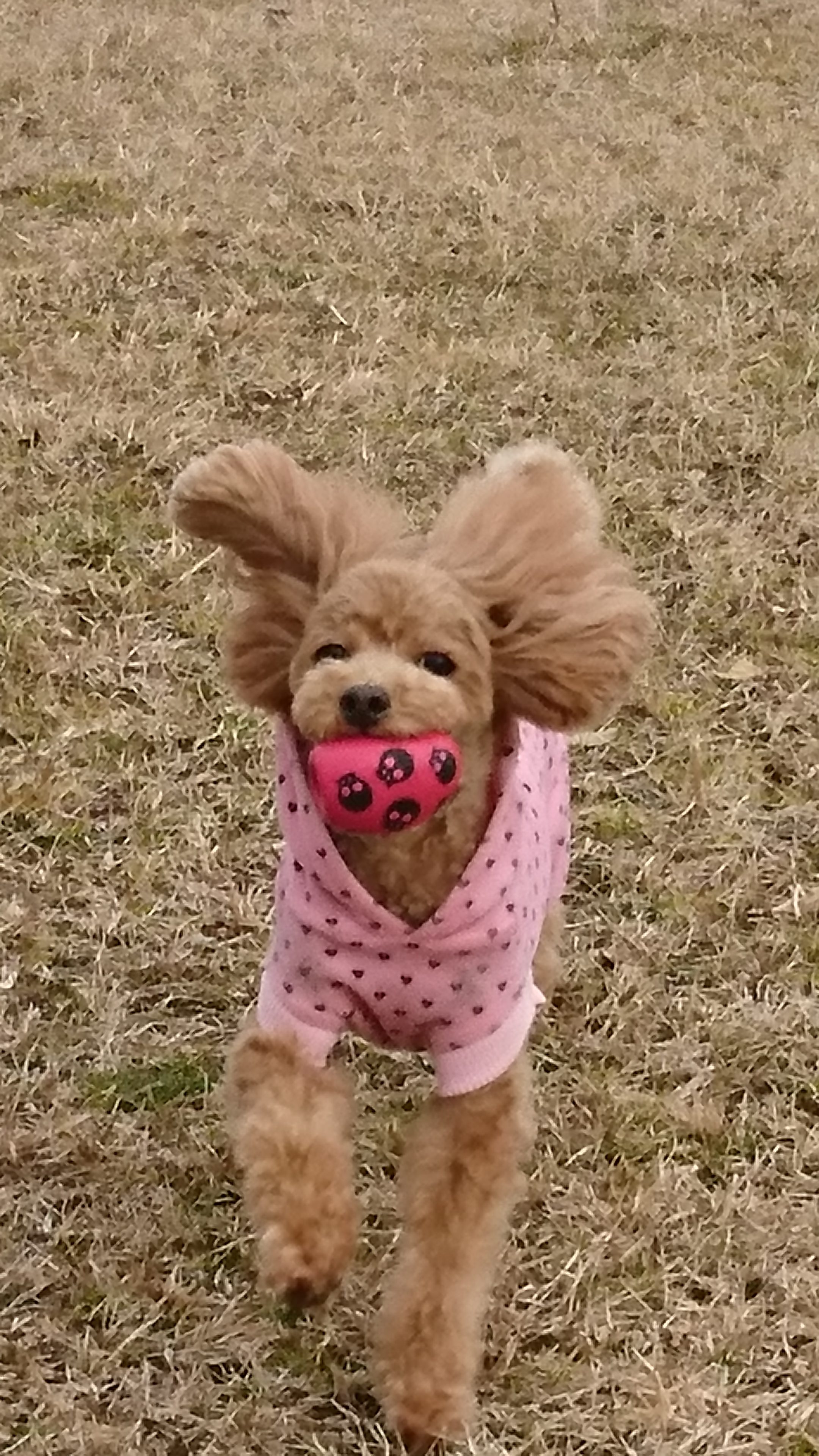 リリーちゃん リリーちゃん