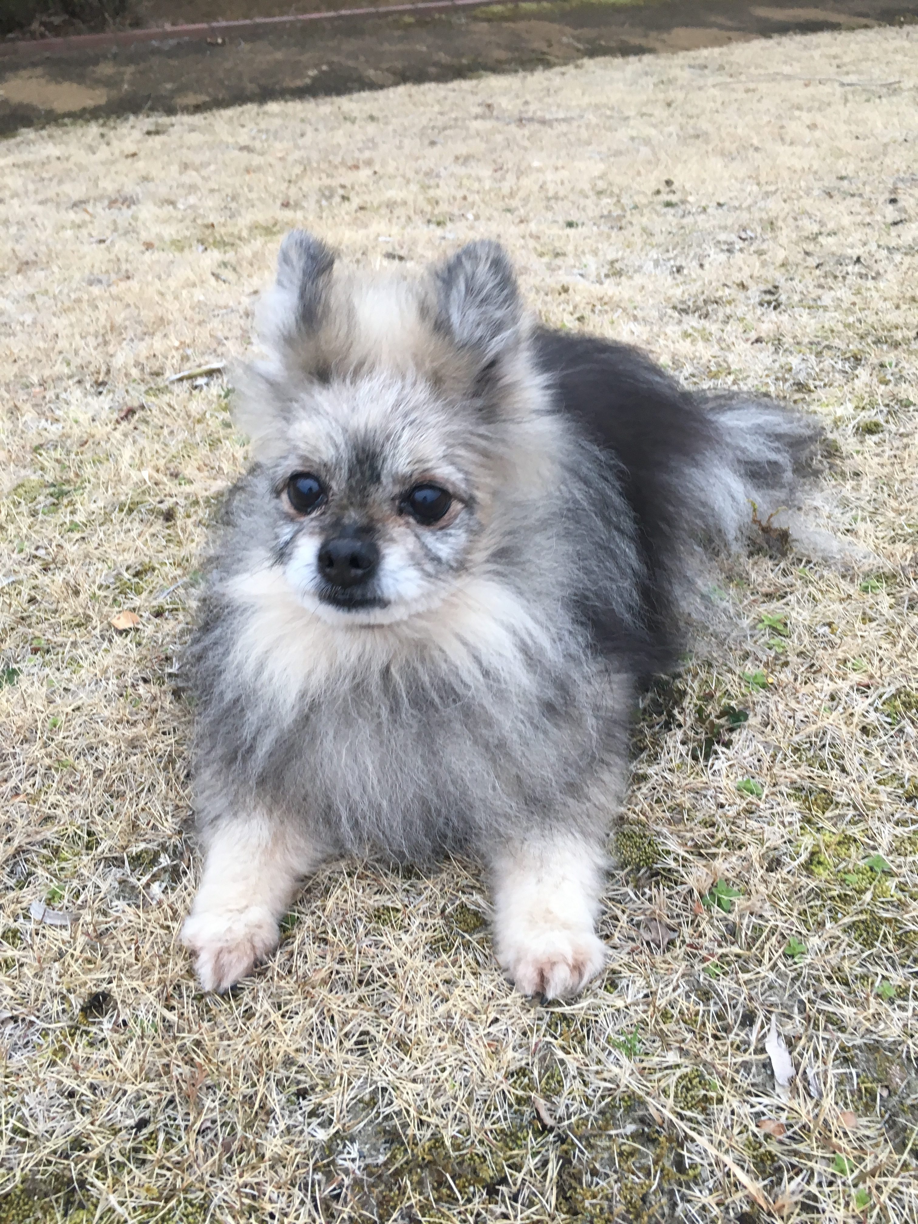 ベアくん ベアくん