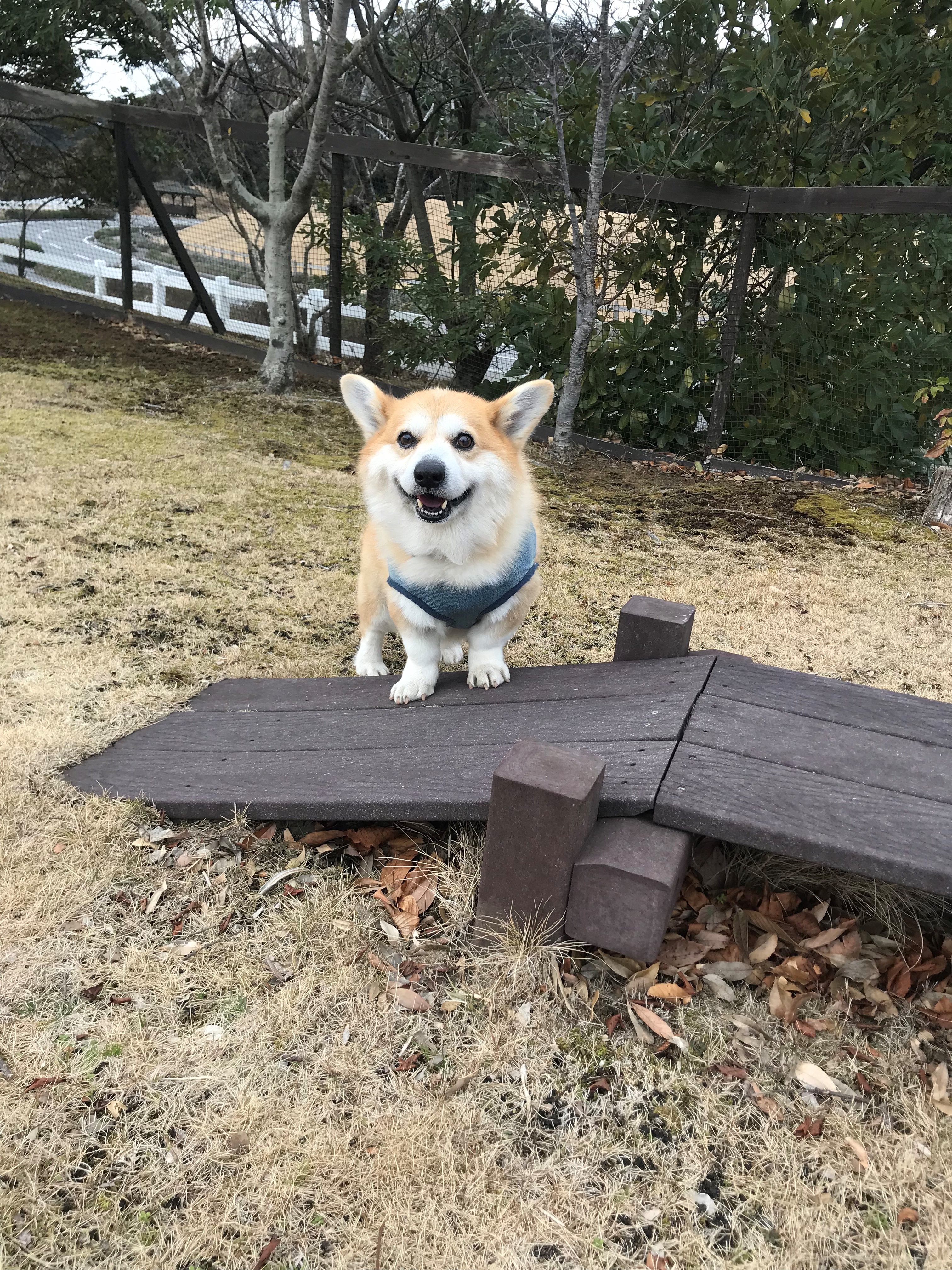 ティムタムくん ティムタムくん