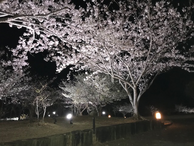 ～　夜桜　お花見公園　～