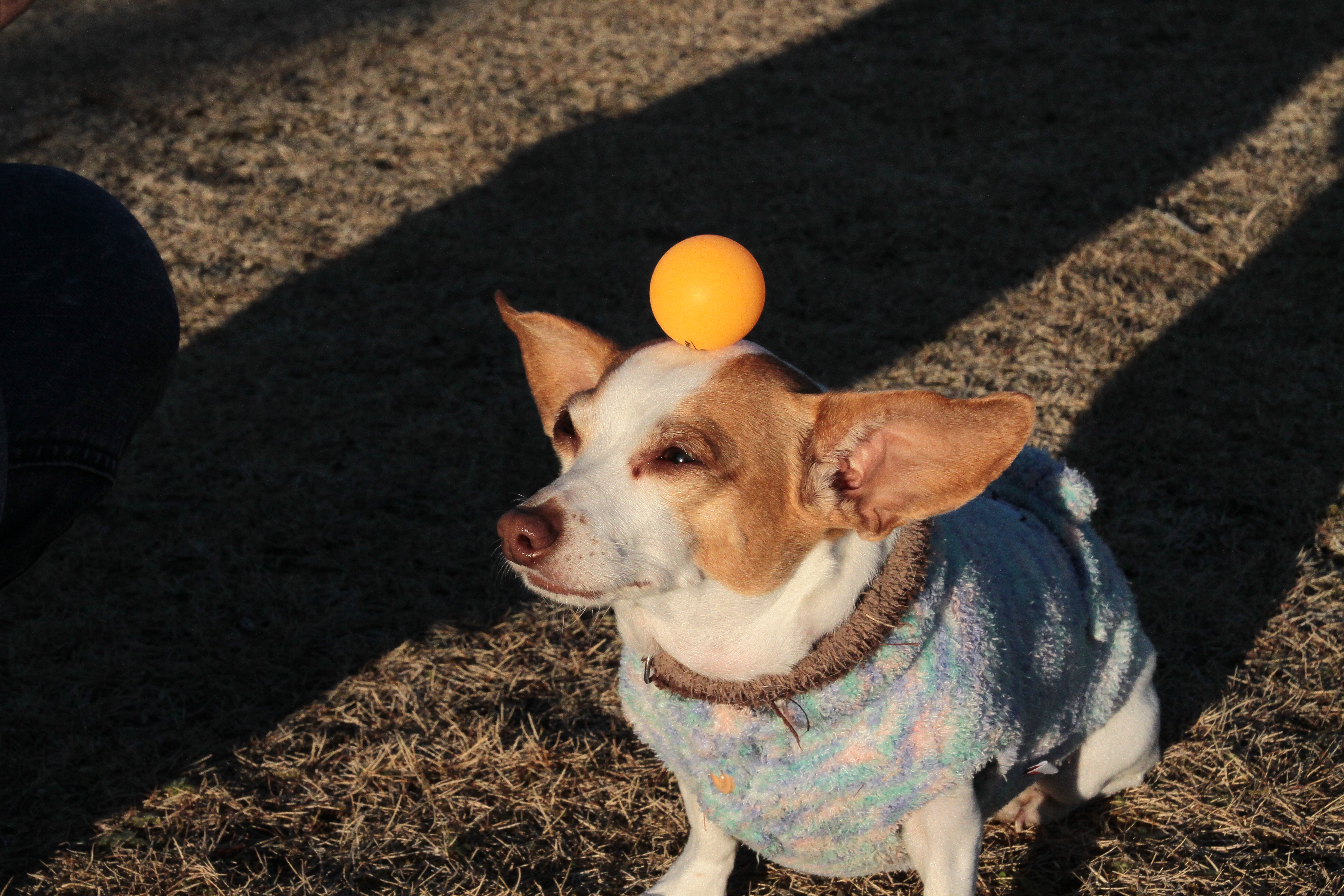 ブランチくん ブランチくん