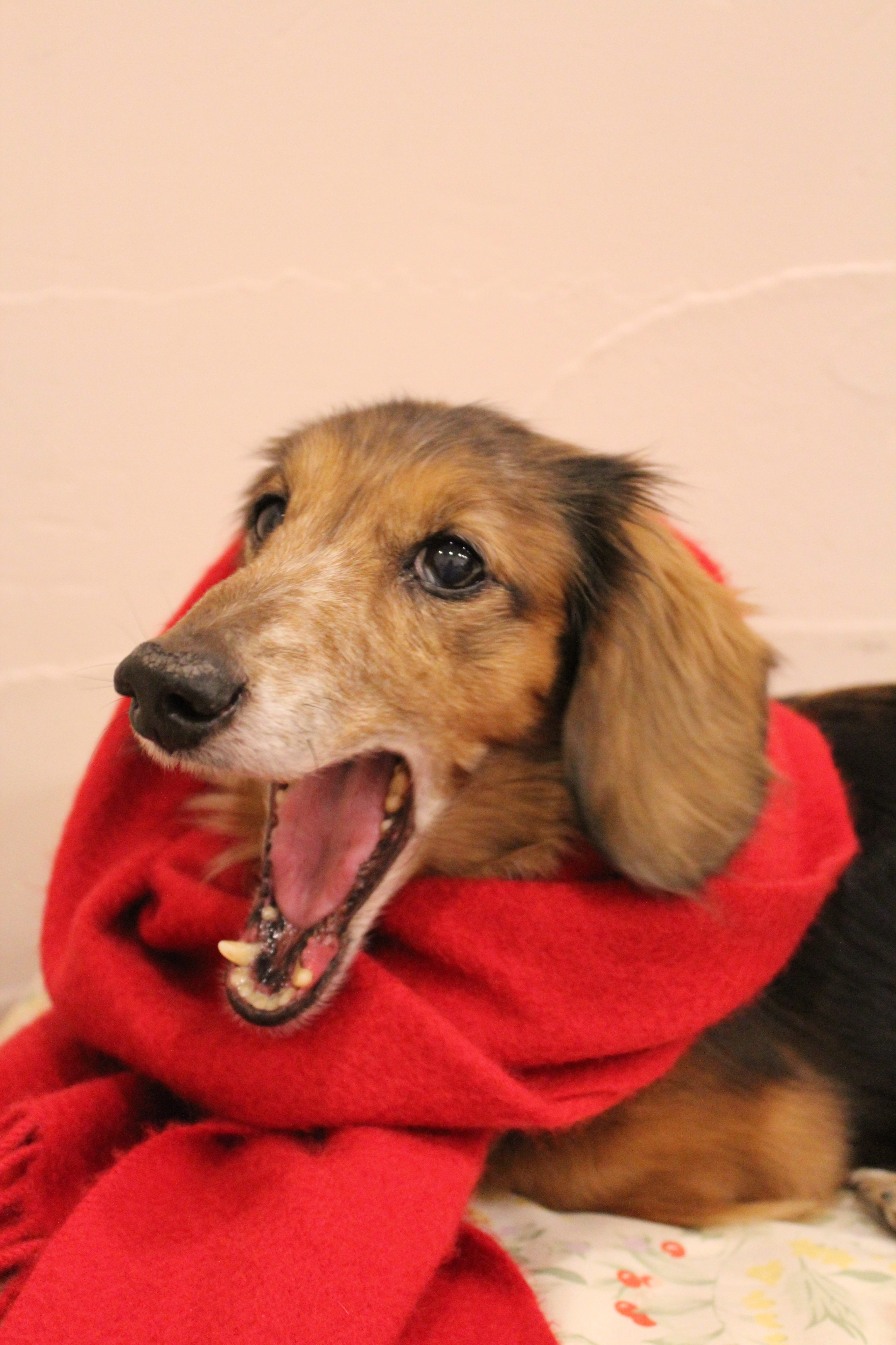 デンデくん デンデくん