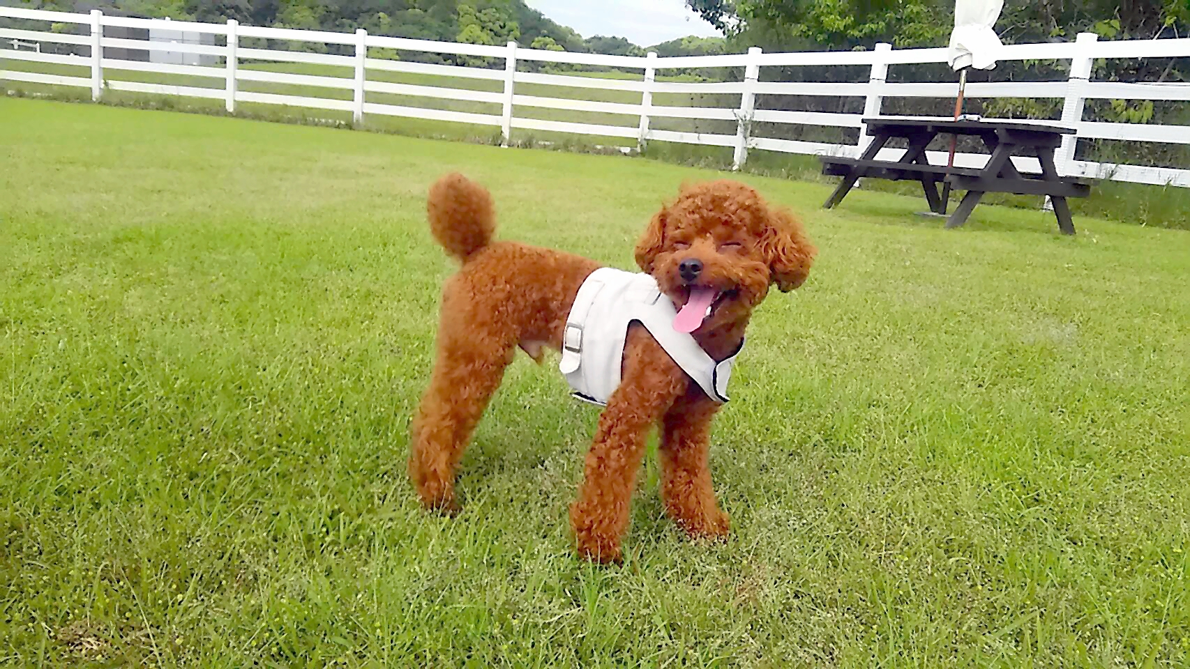 ジャッピーくん　♂