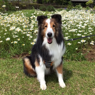 ショコラちゃん　♀