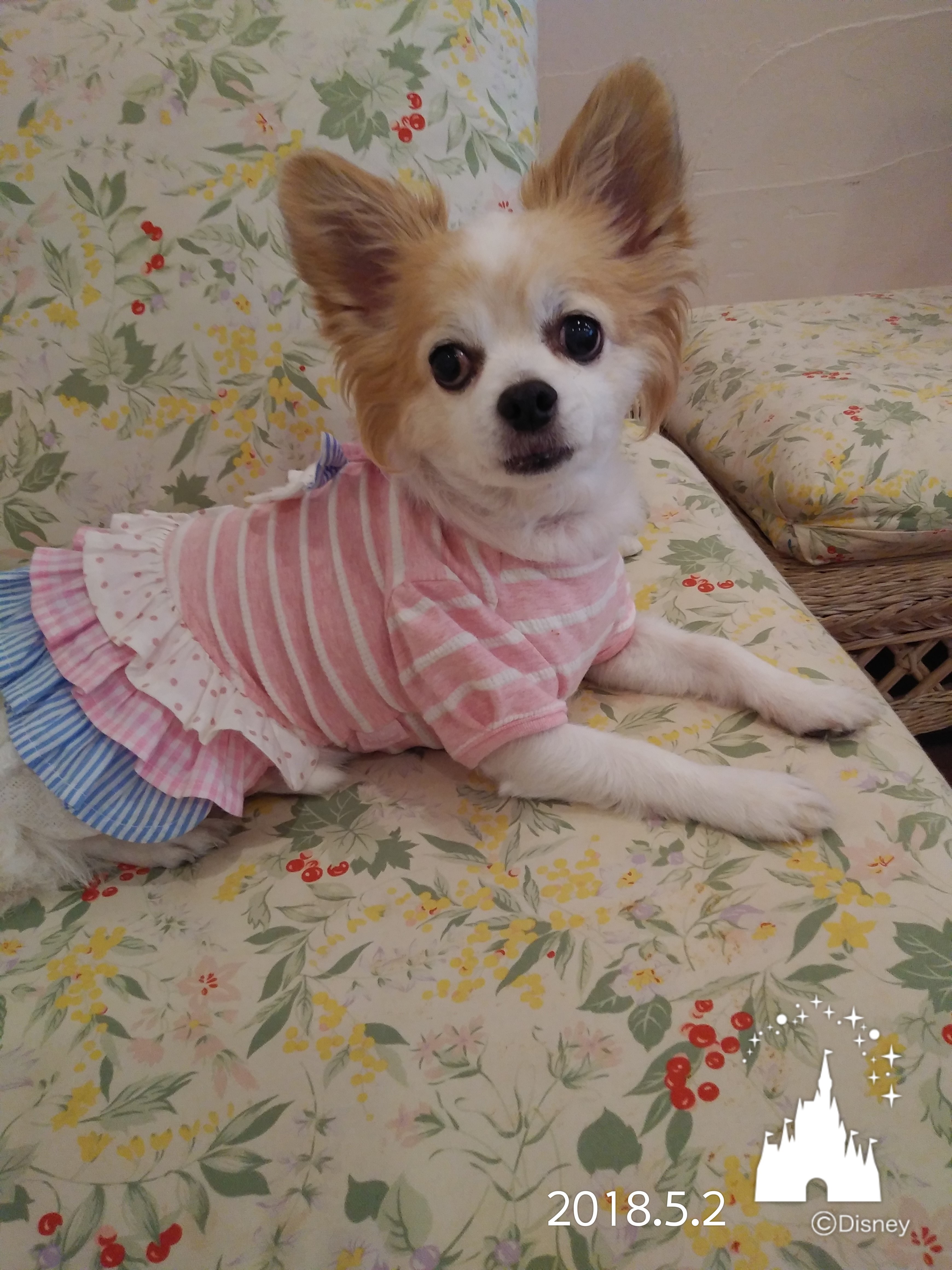 ちっぷくん　♂