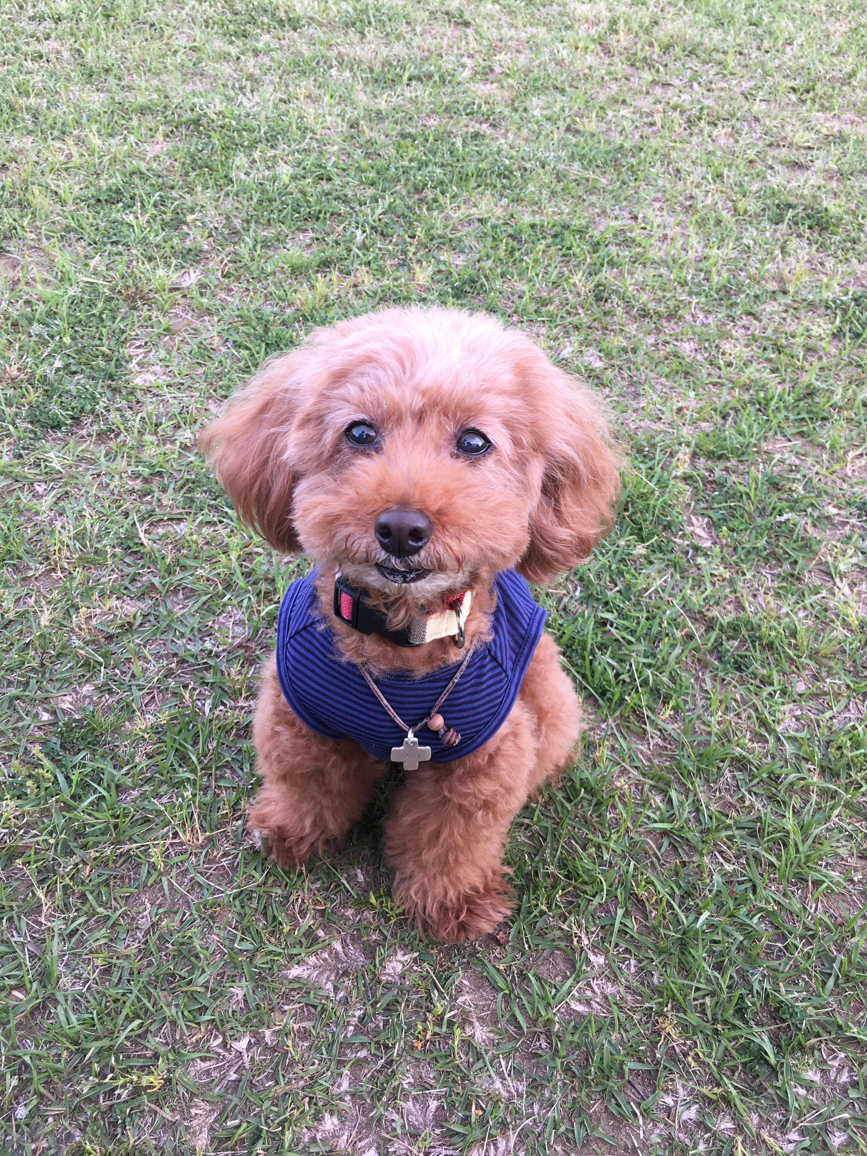 ルビーちゃん　♀