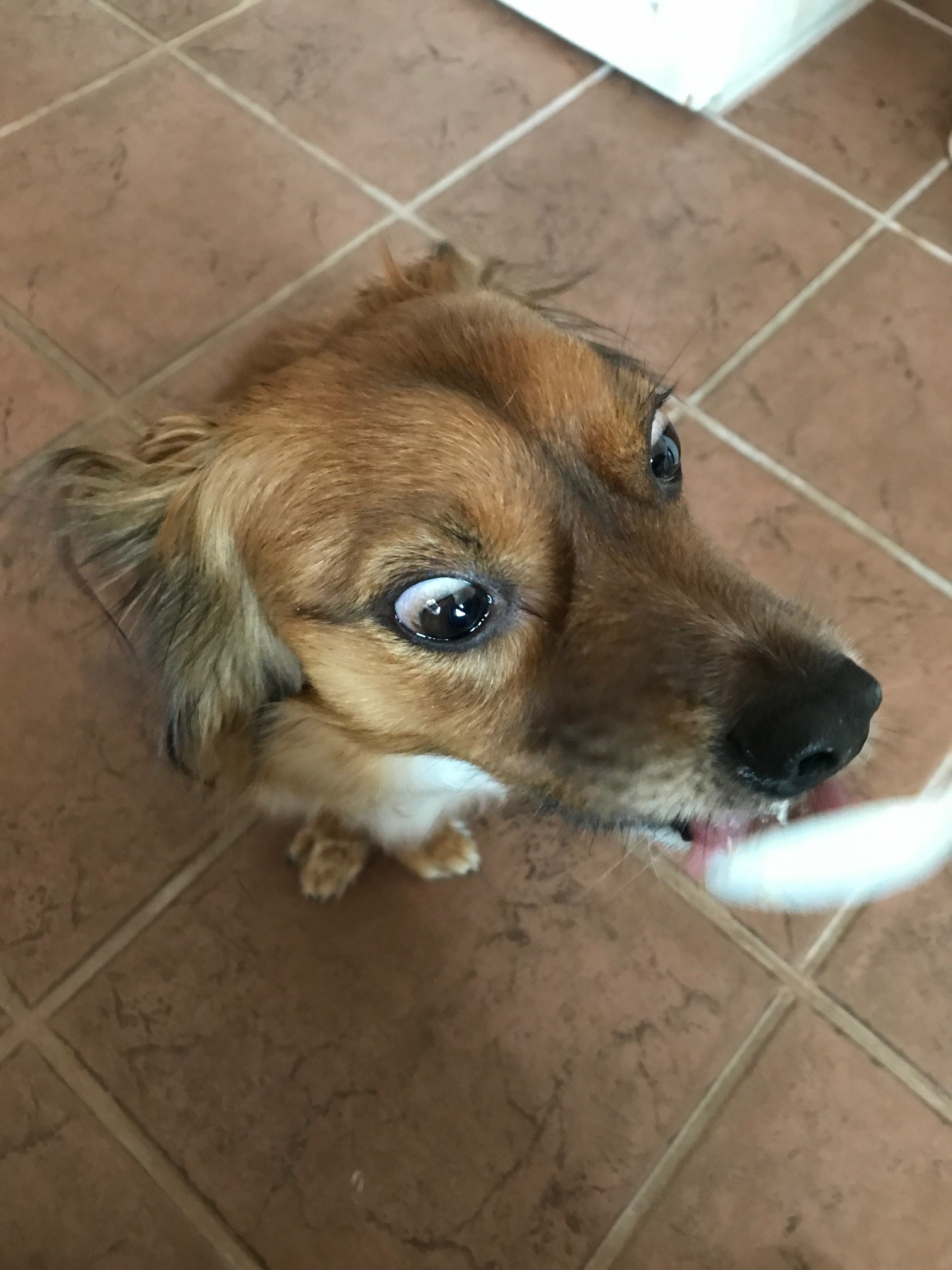 もなかくん　♂