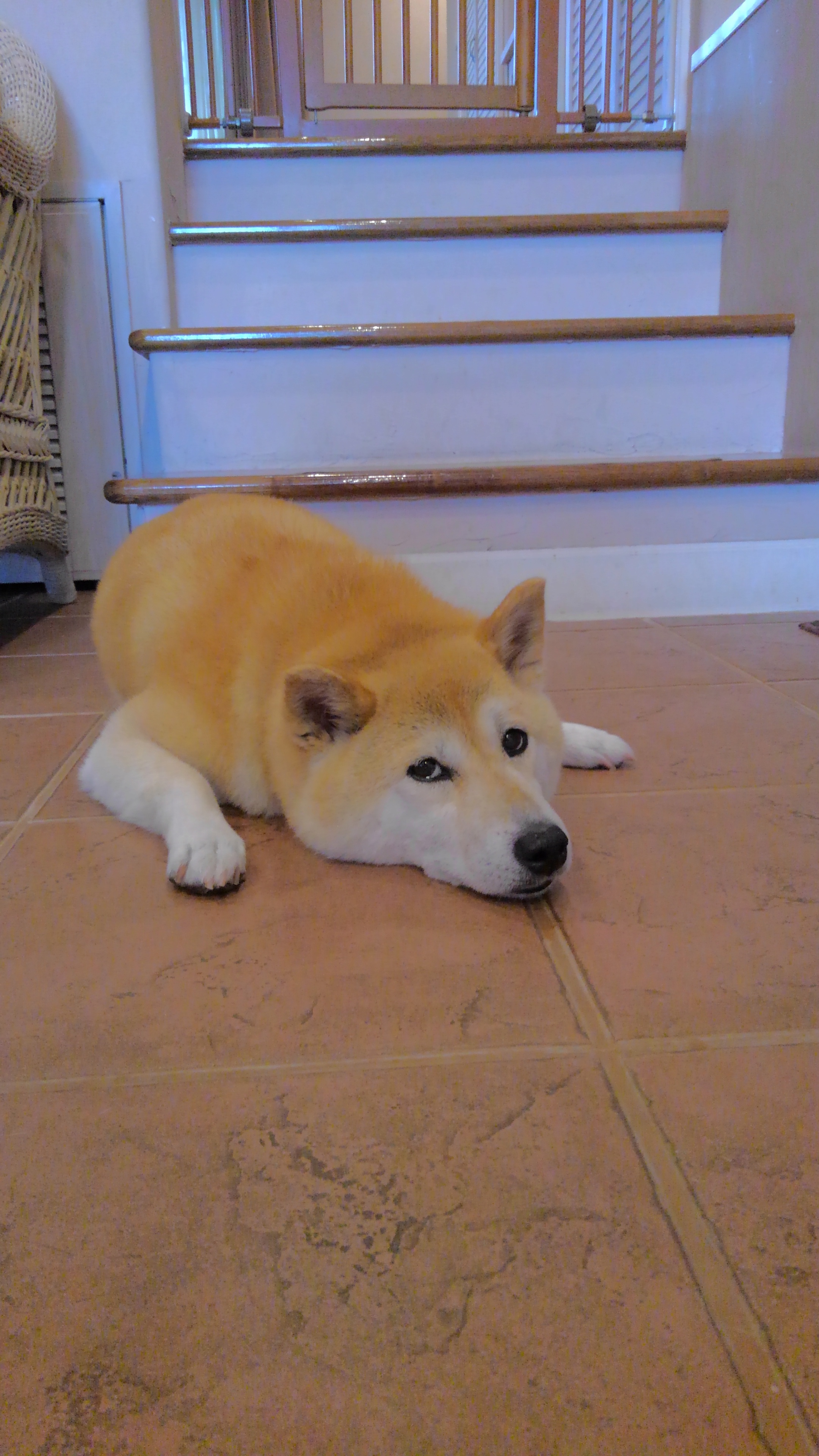 ゆめこちゃん　♀