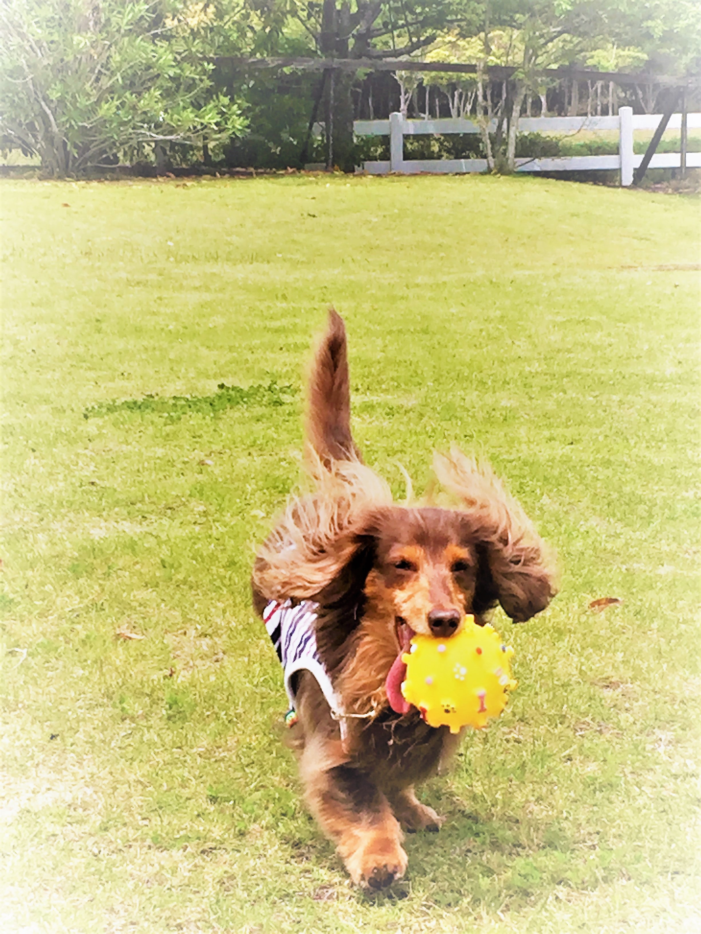 ソフィーちゃん　♀