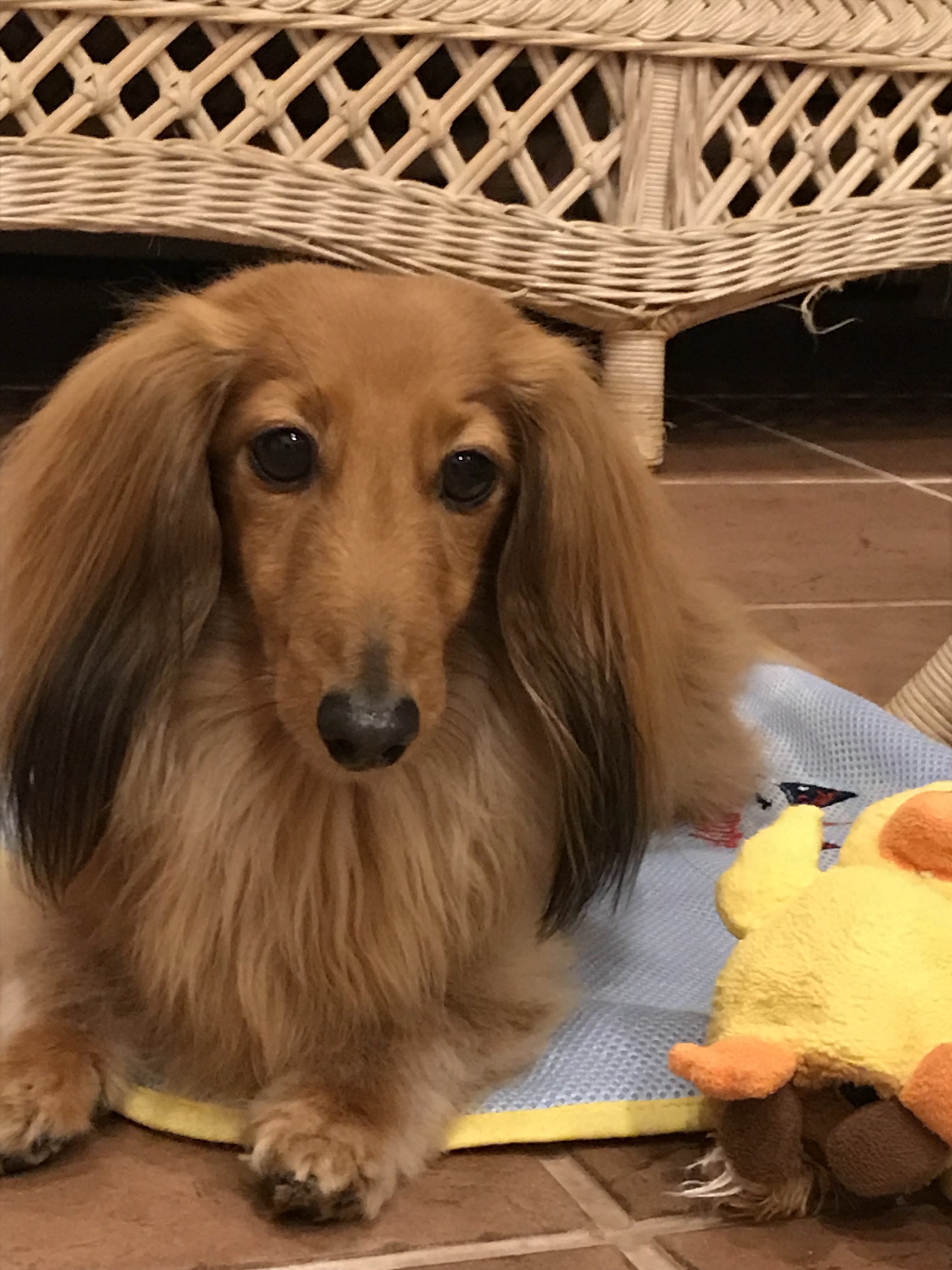 ジェームズくん　♂