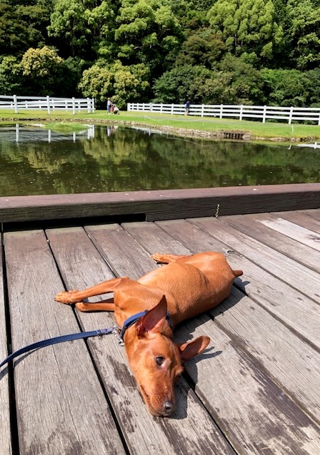 ポンちゃん　♀