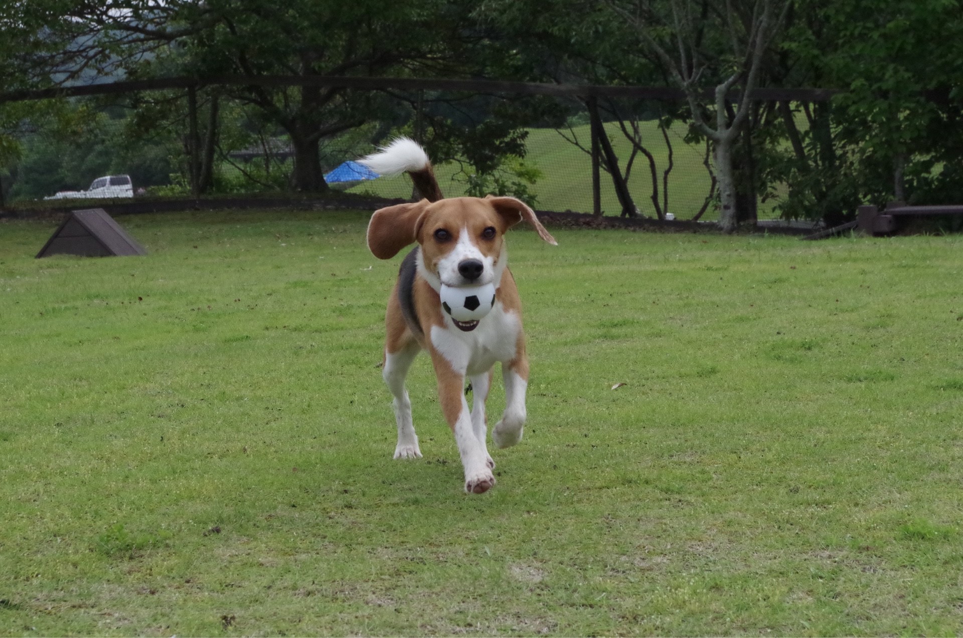 まりんちゃん　♀