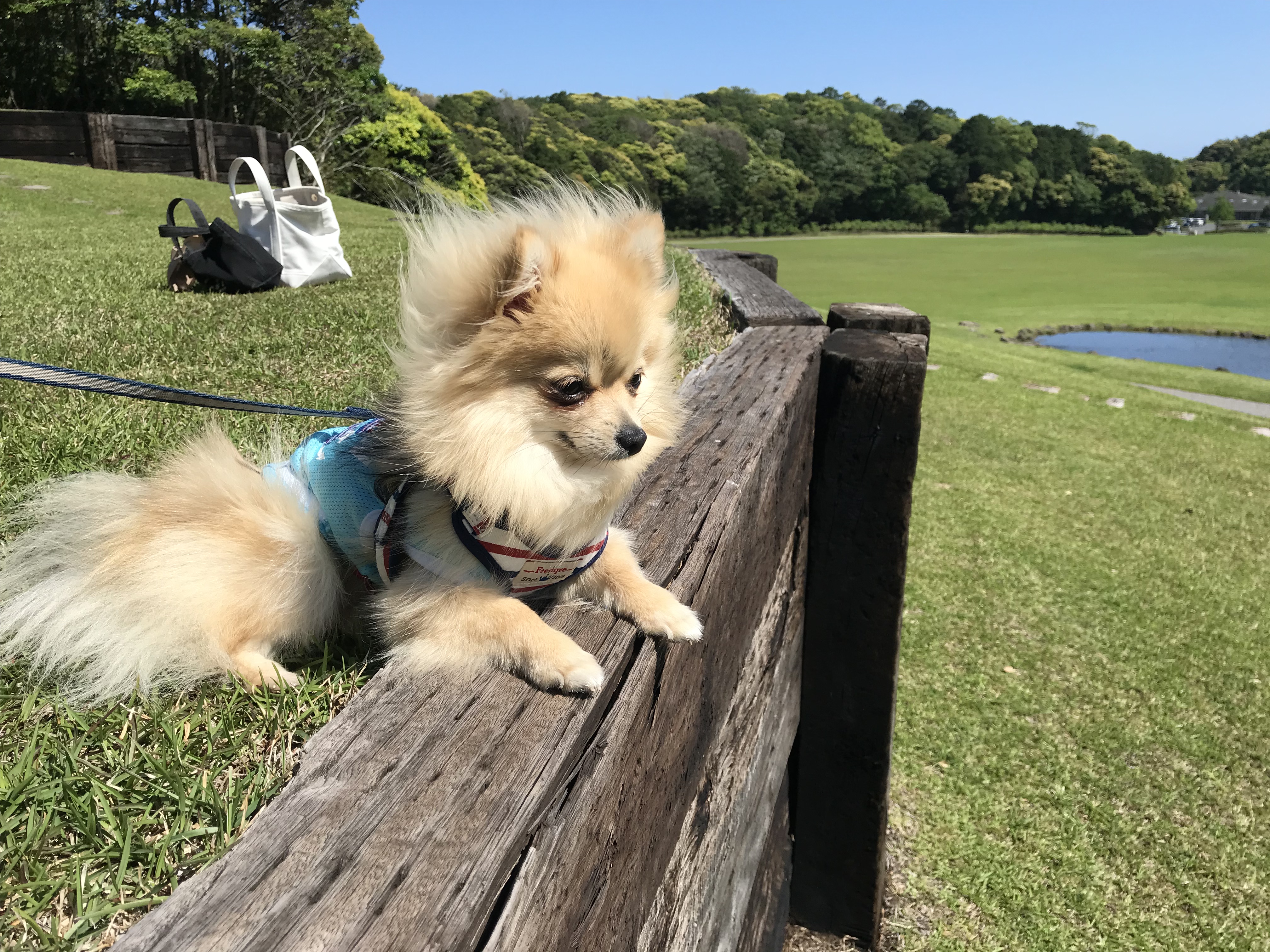 モカちゃん　♀