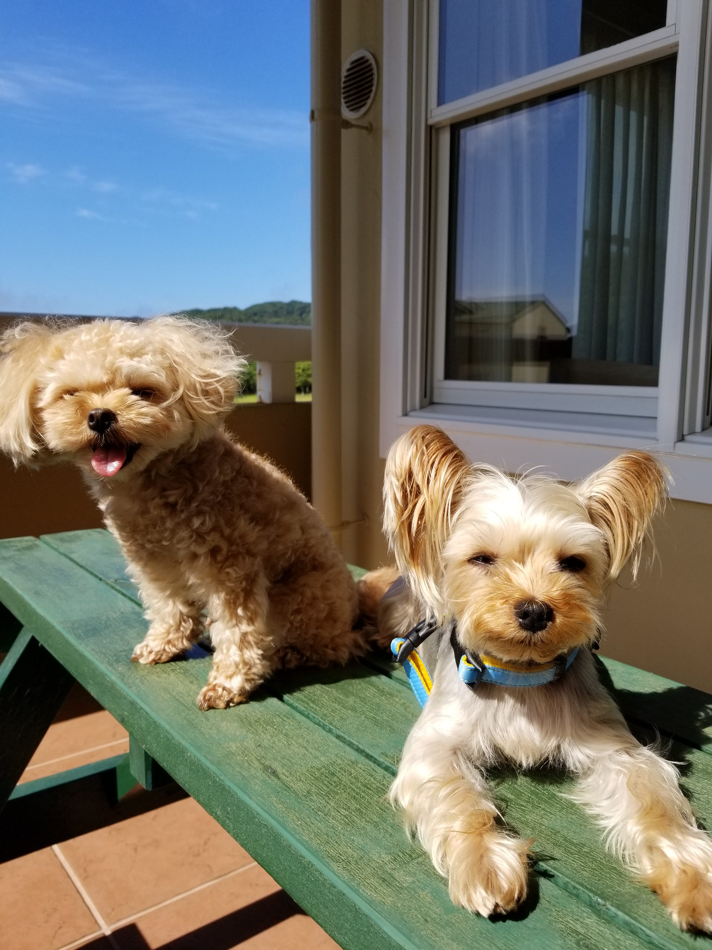 タローくん　♂　＆　マァルちゃん　♀