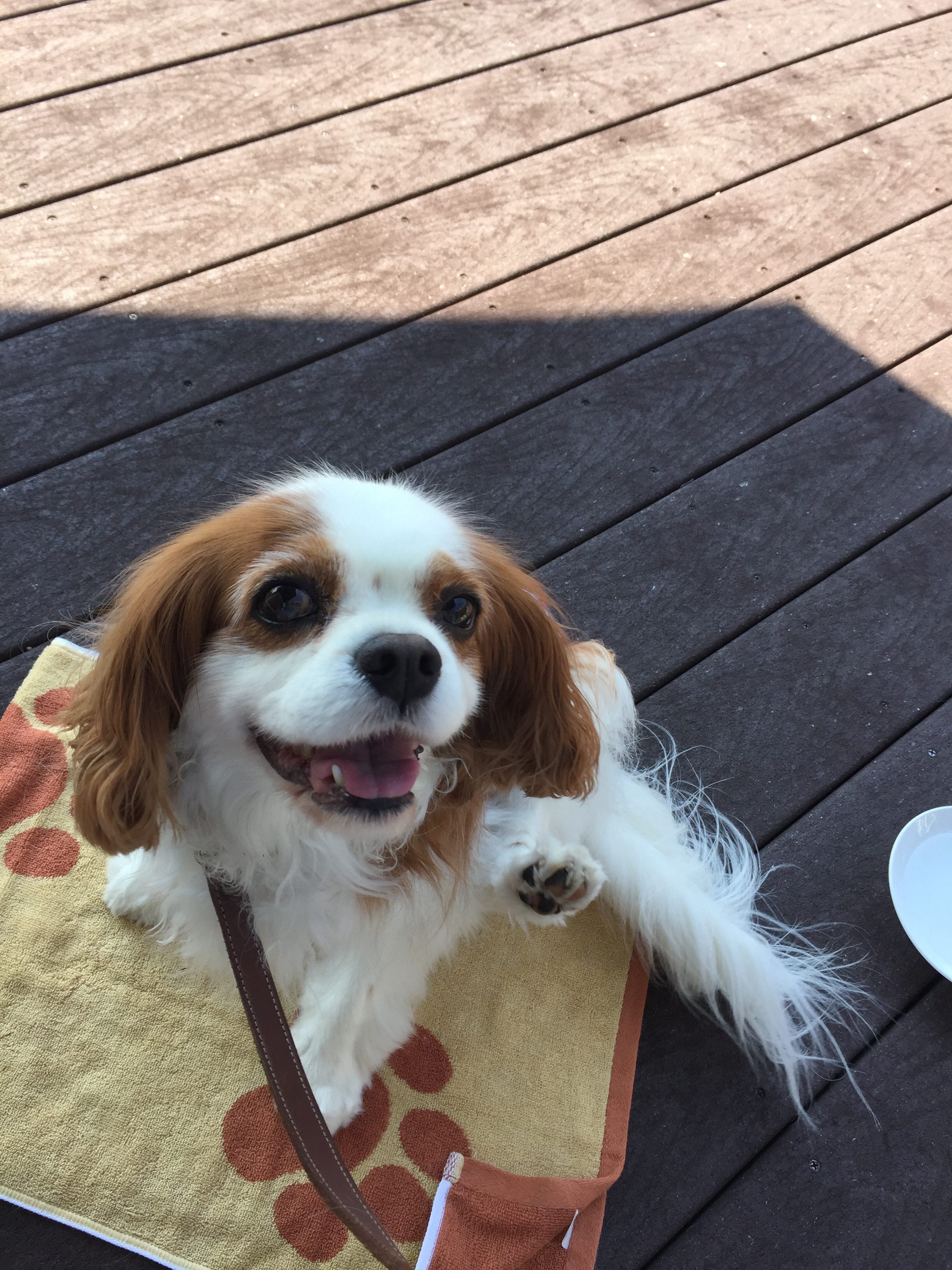 りりおくん　♂