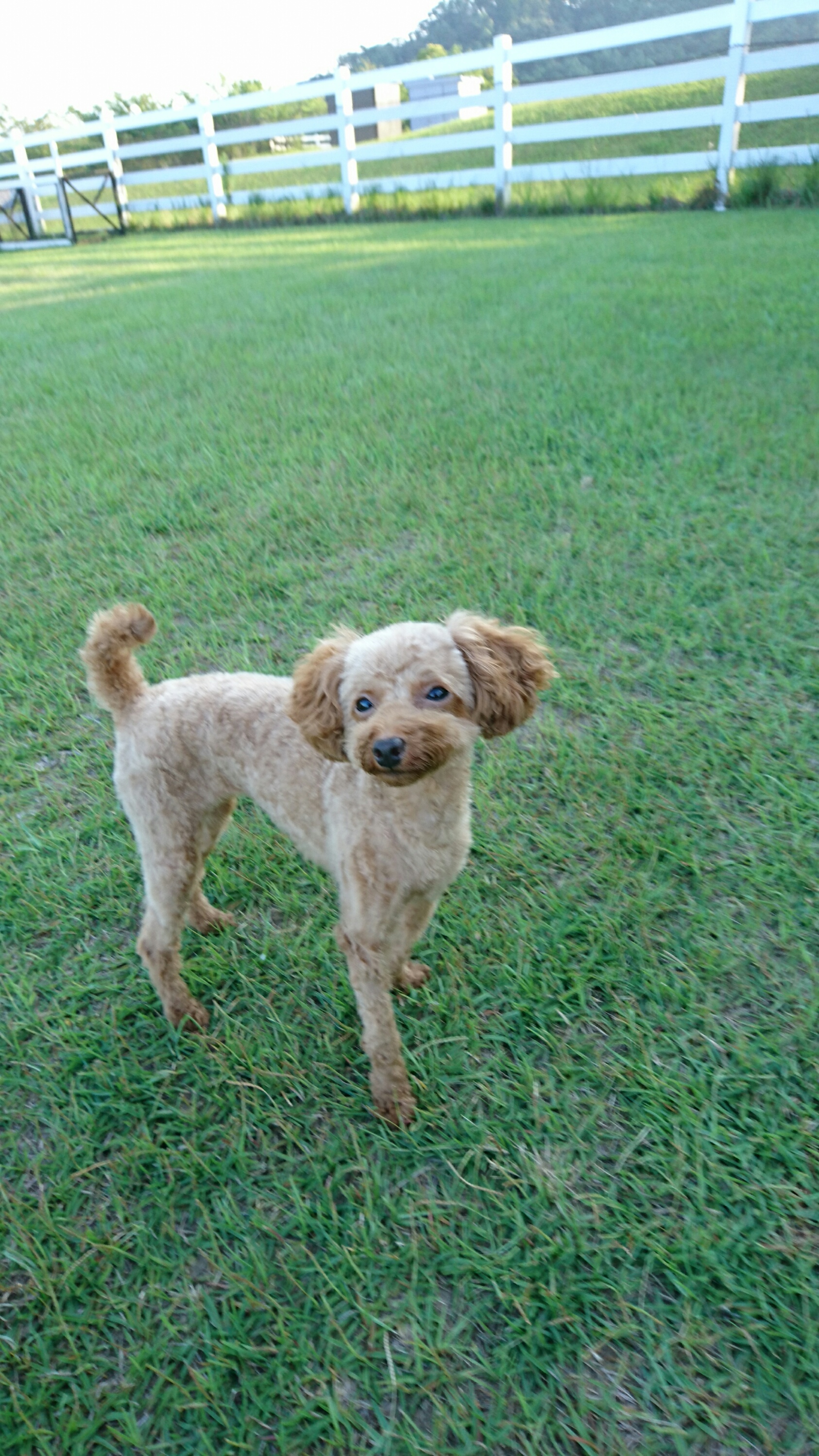 小豆ちゃん　♀