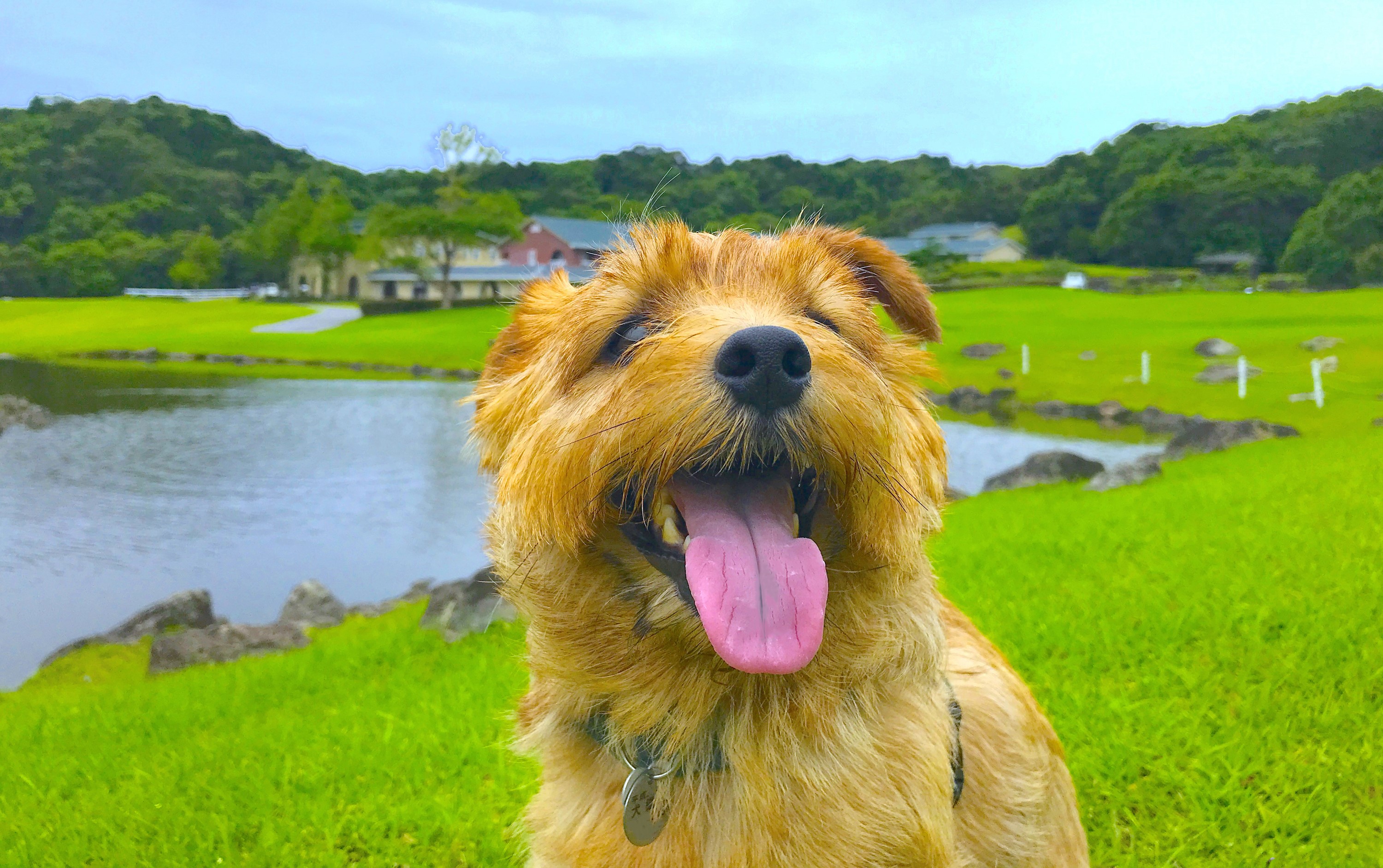 ゴローゾくん　♂