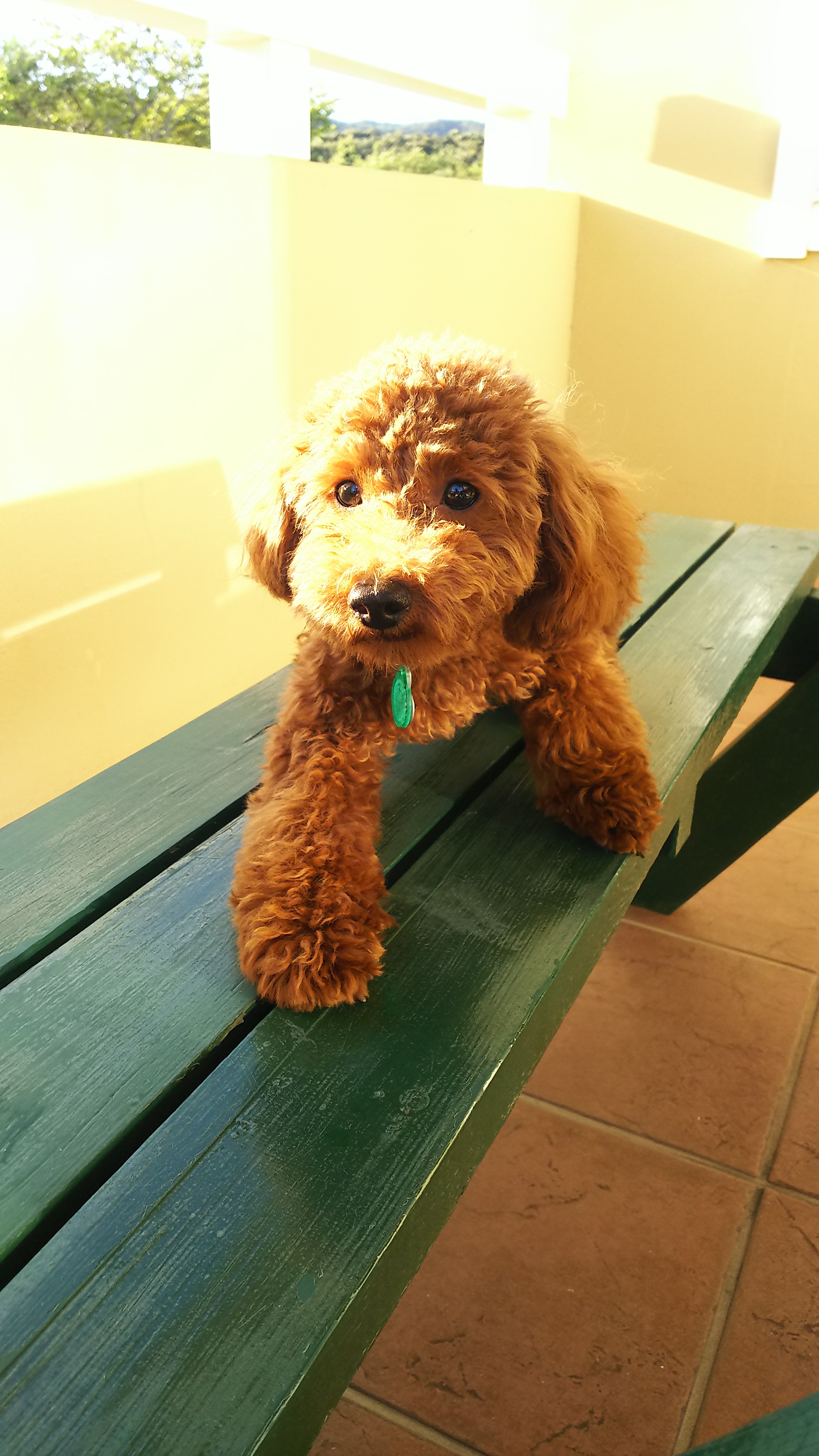 ナイトくん　♂