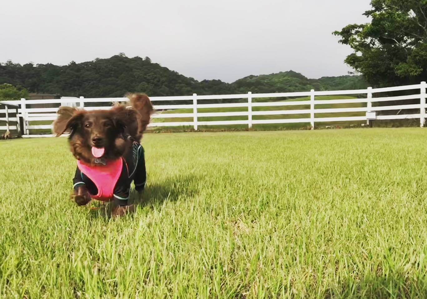 アレクくん　♂