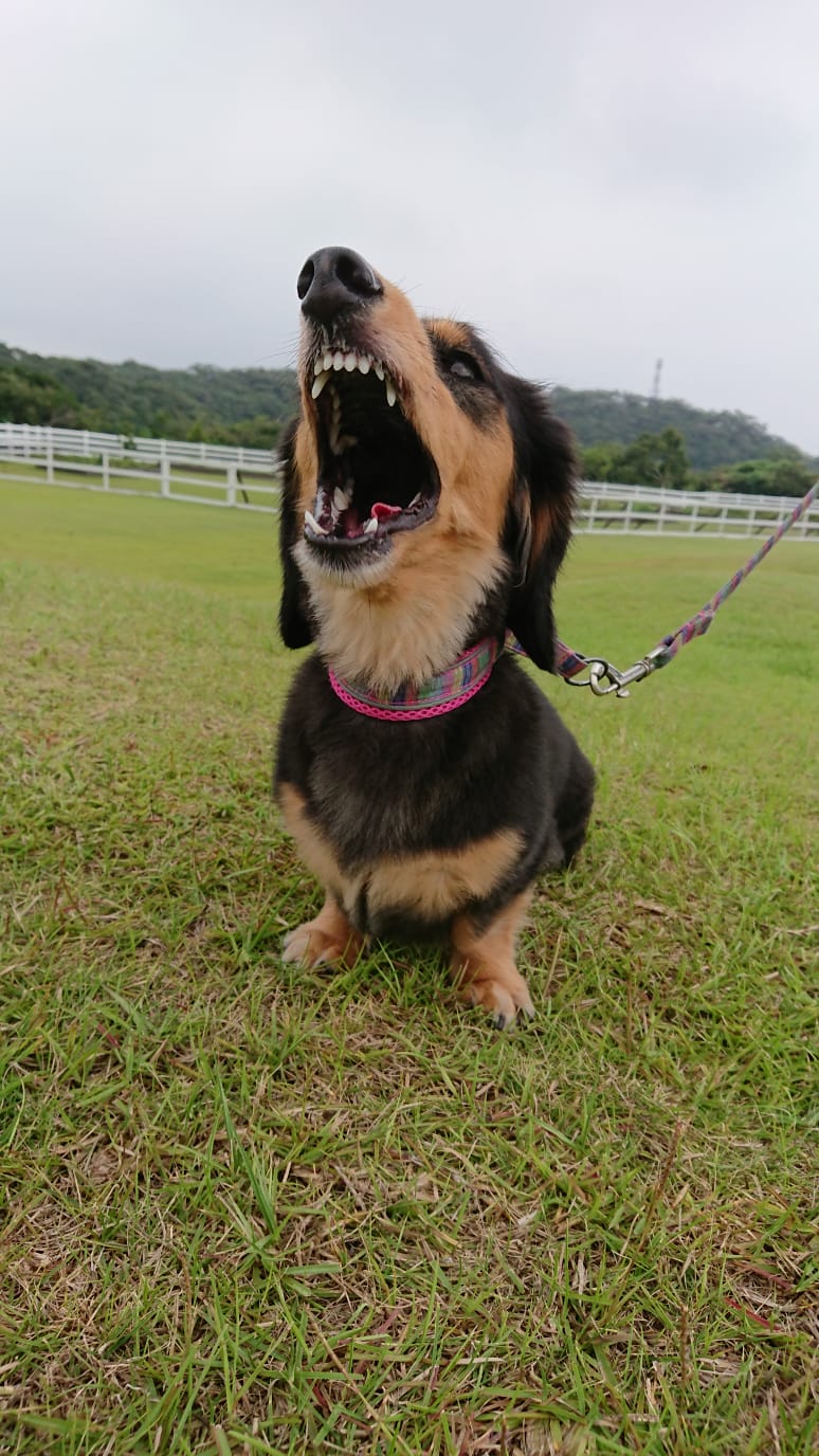 ちーちゃん　♀