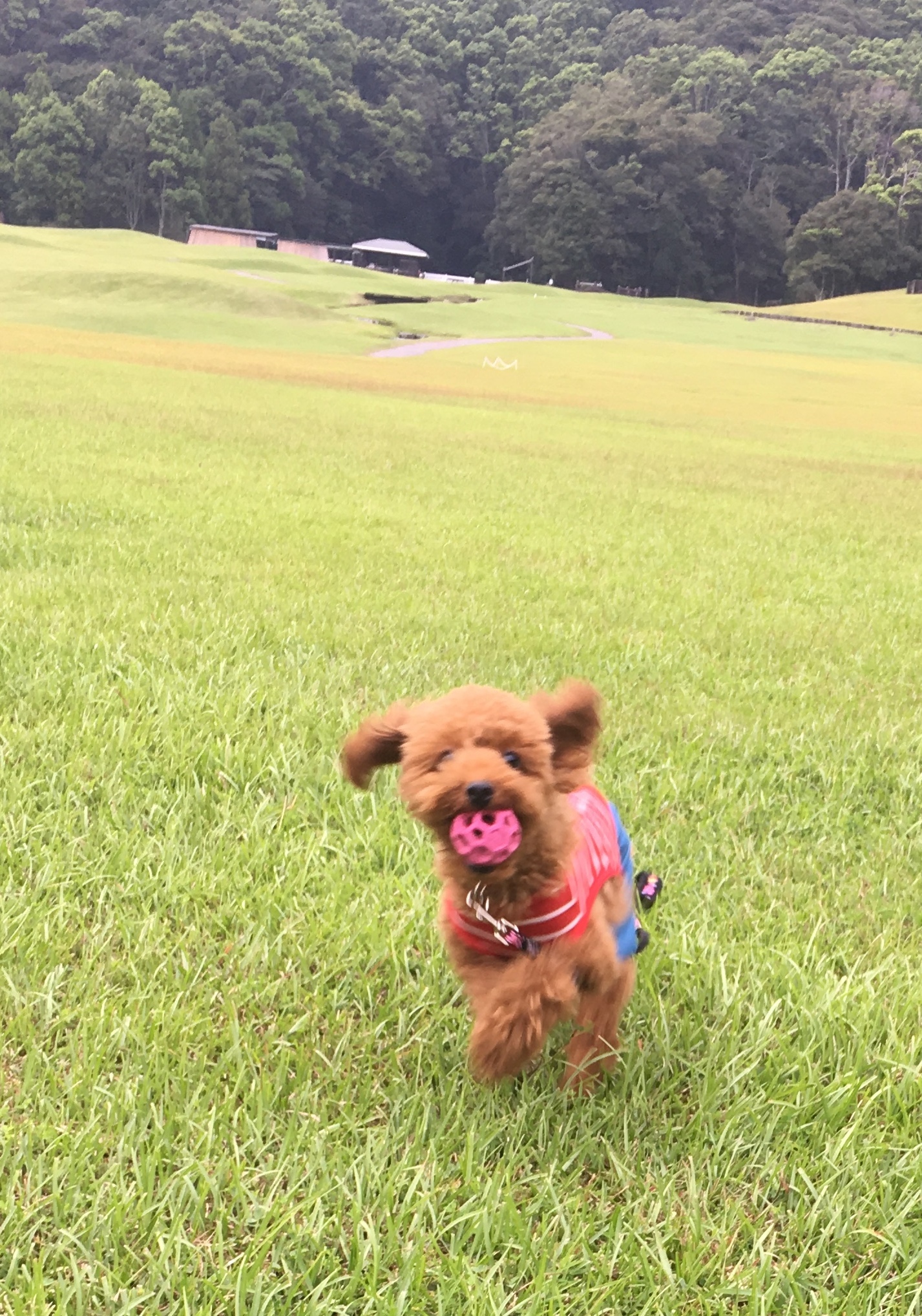 はなちゃん　♀