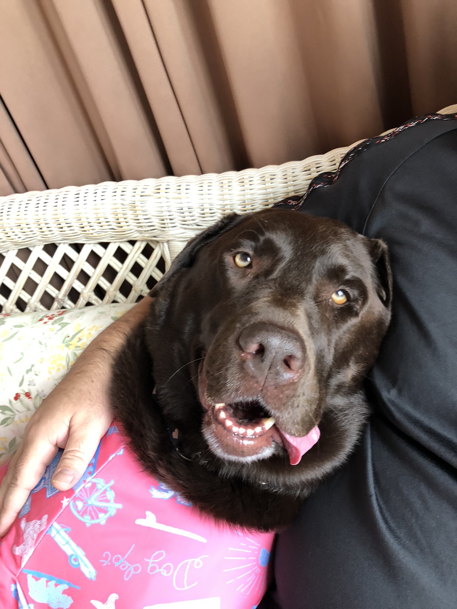 バーグちゃん　♀