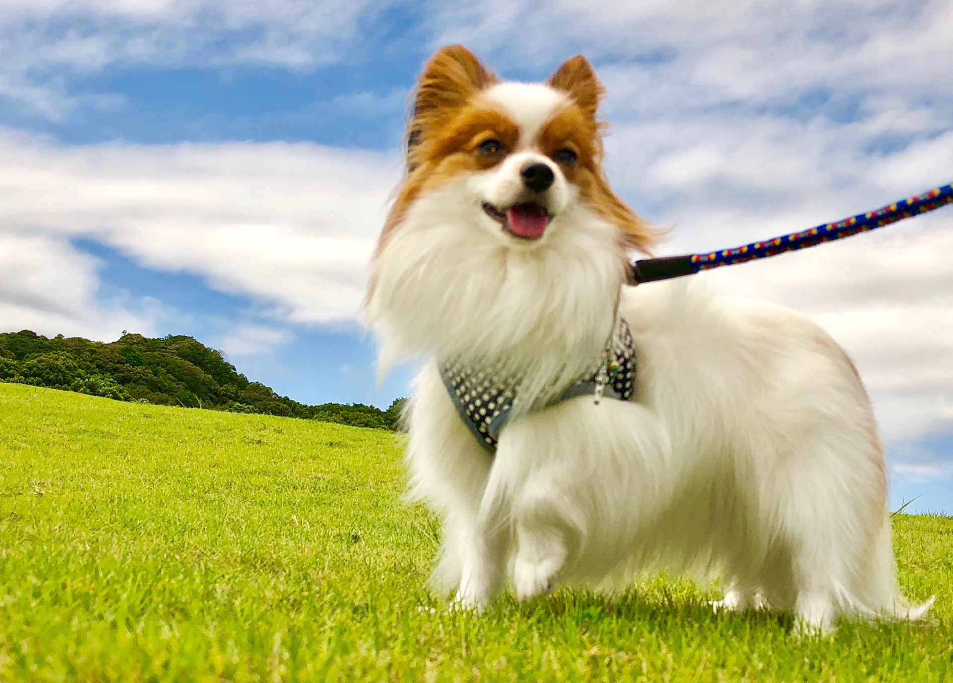 アークくん ♂ アークくん ♂