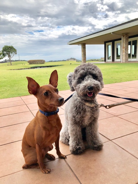 ポンちゃん ♀ &ペッパーちゃん ♀ ポンちゃん ♀ &ペッパーちゃん ♀