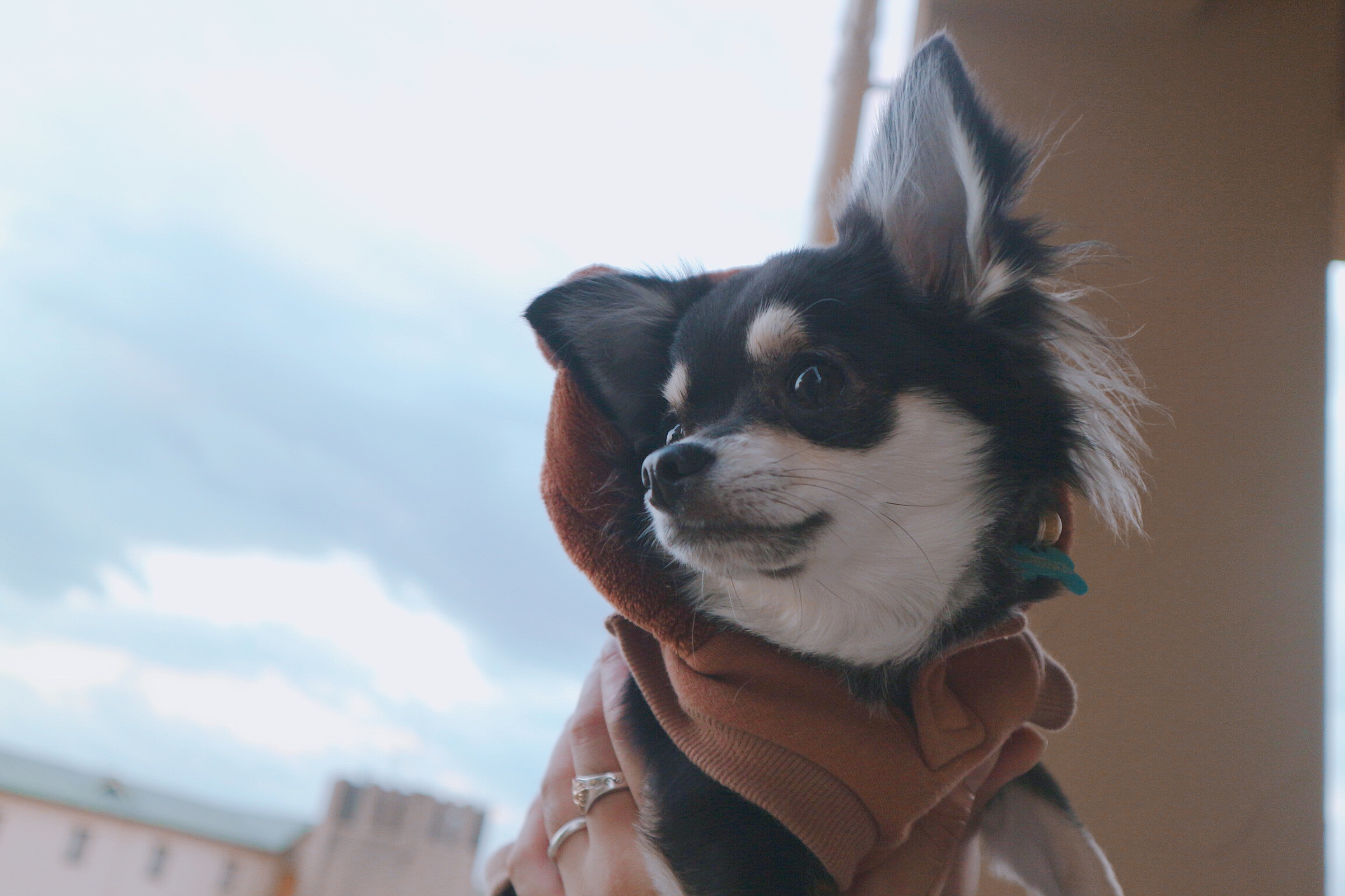 マロンちゃん ♀ マロンちゃん ♀