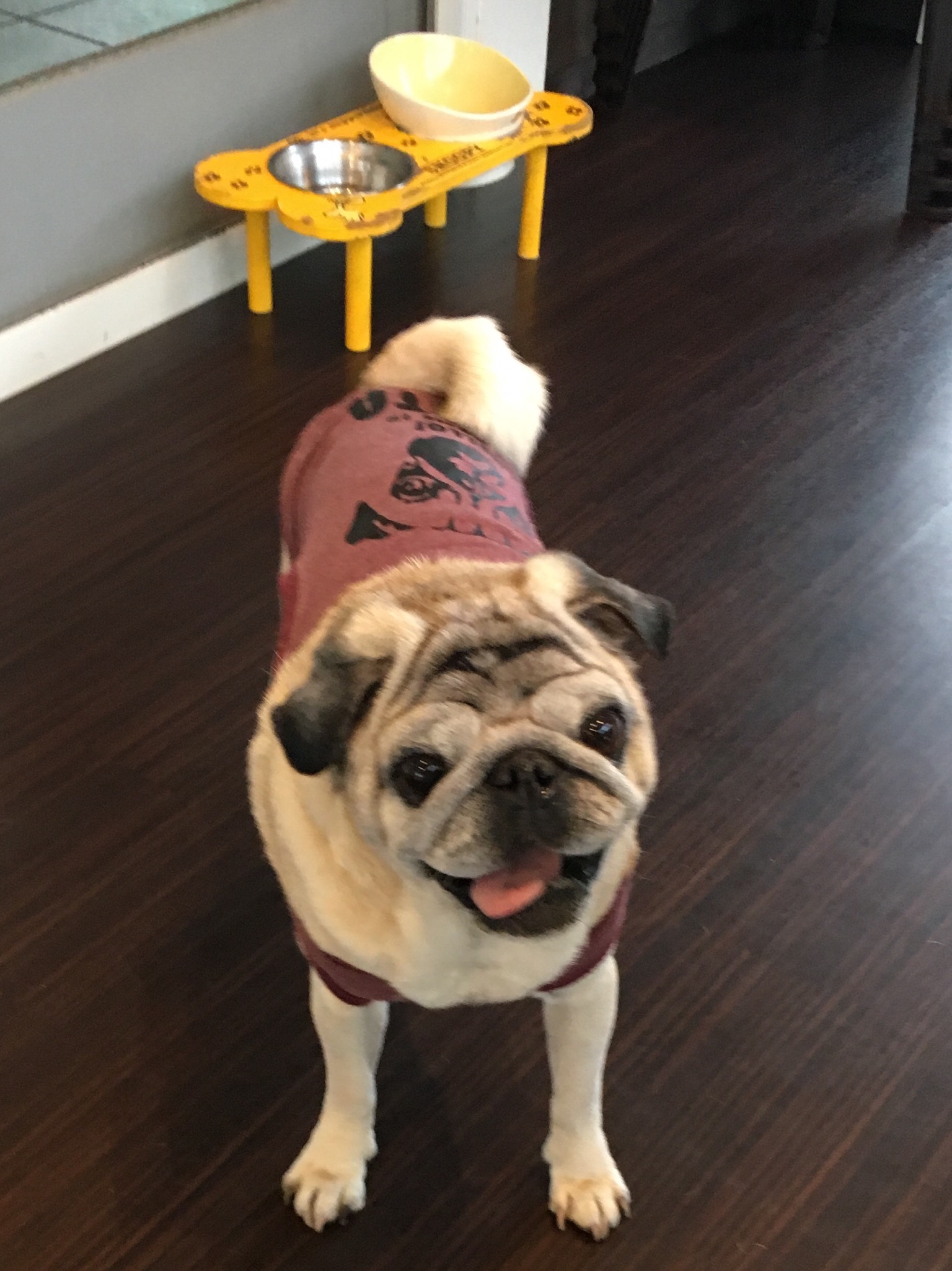 ブンタくん　♂