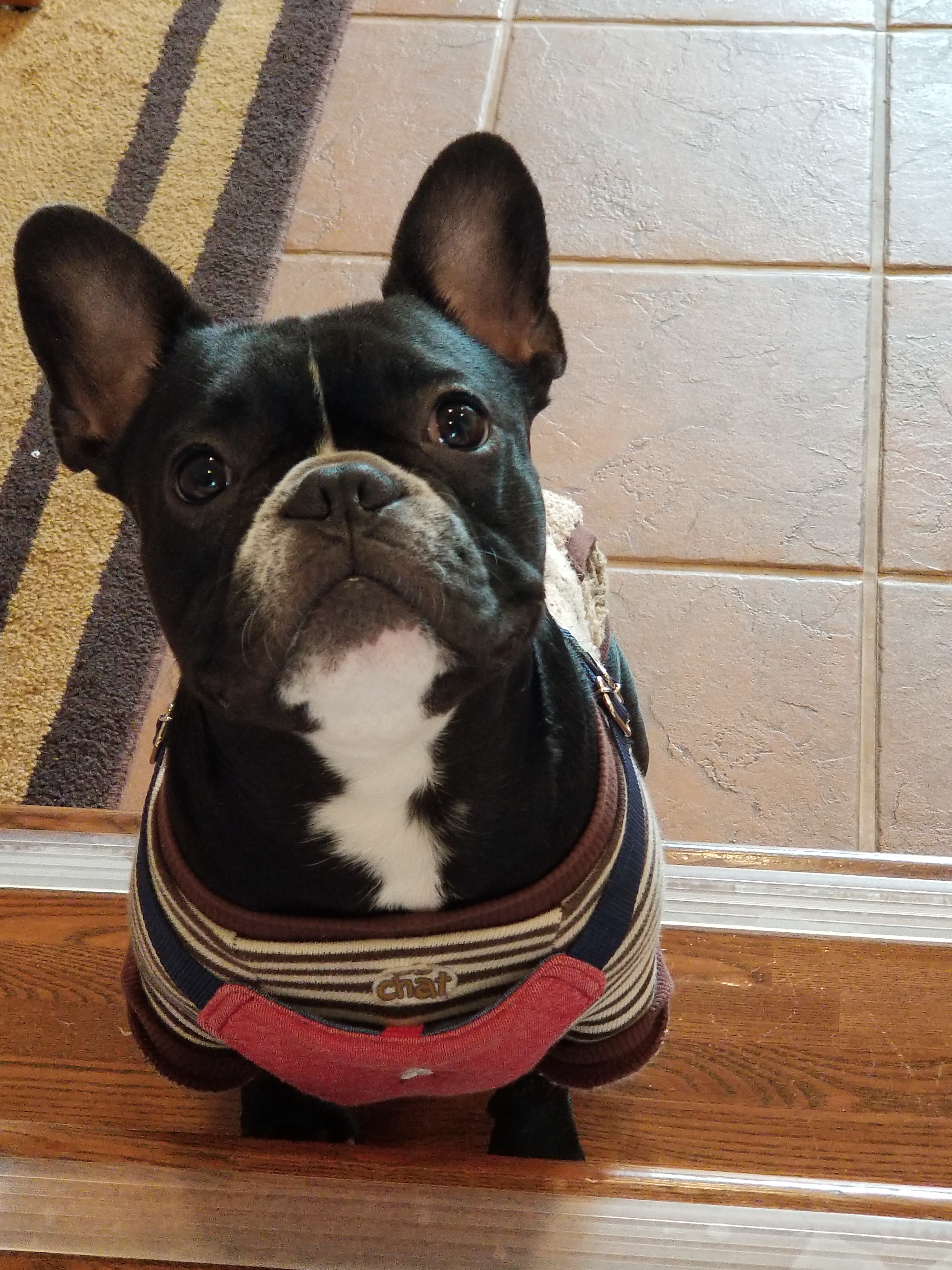 きゅうくん　♂