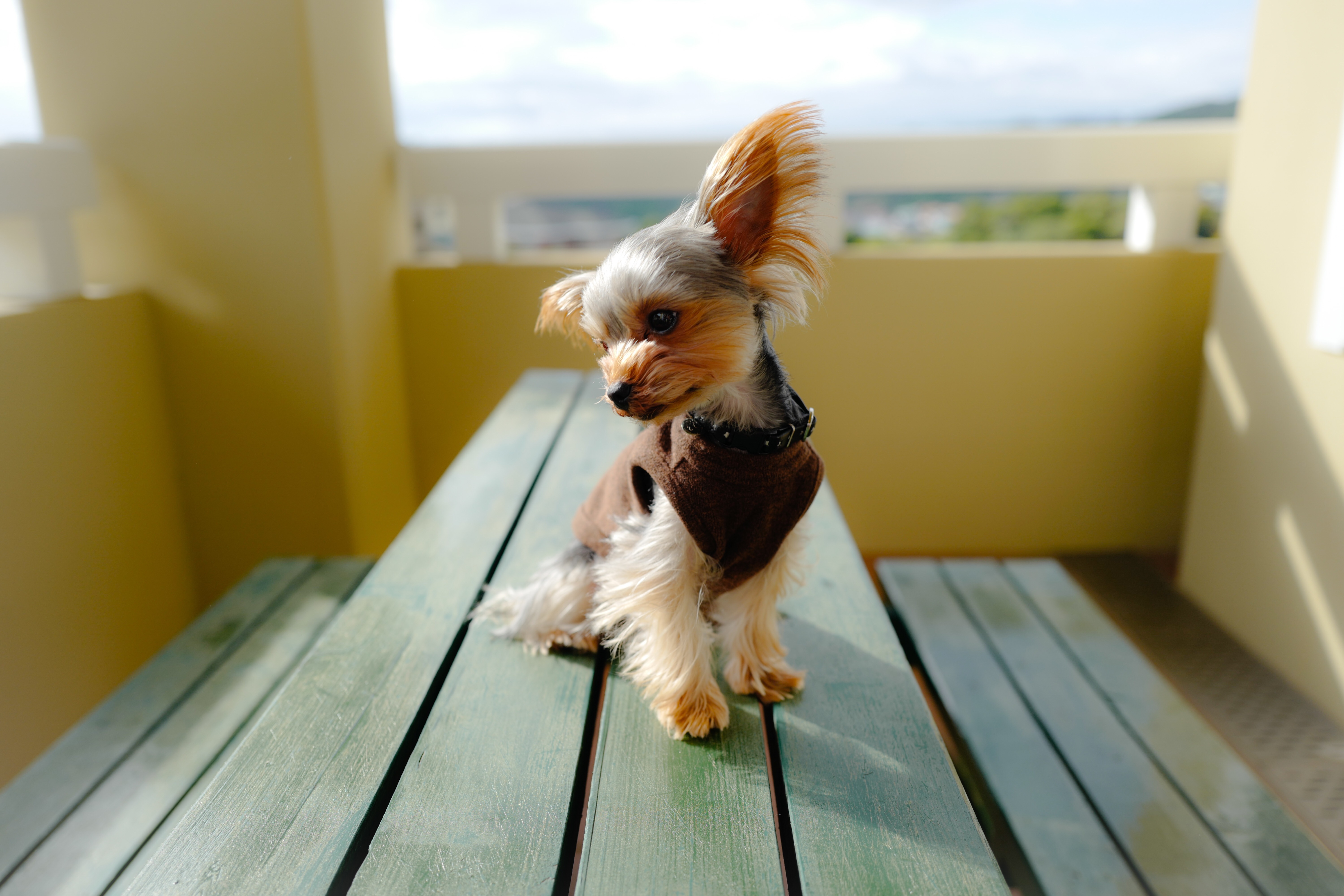 ブランくん　♂