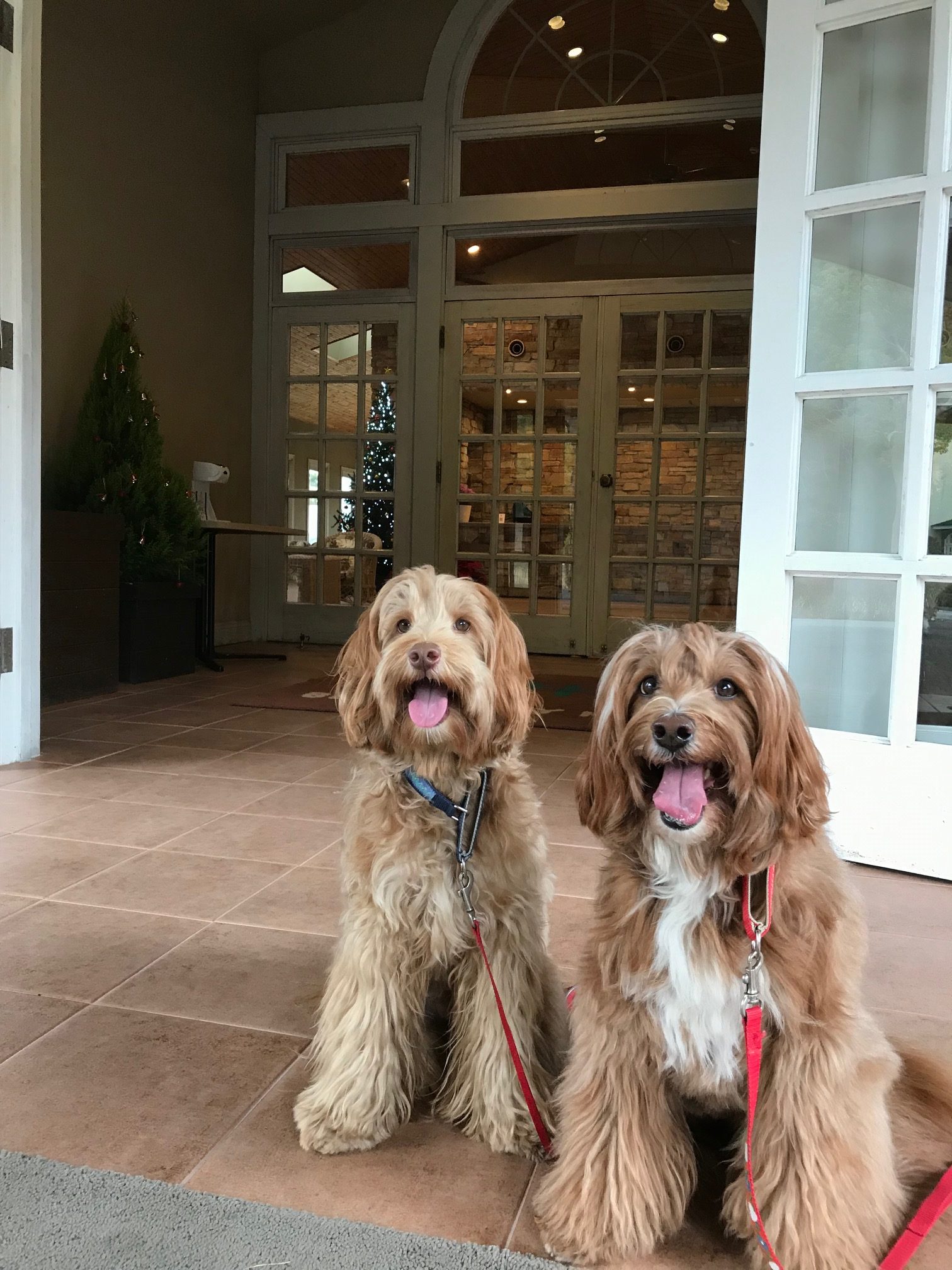 シトロンくん　＆　フランちゃん　♀