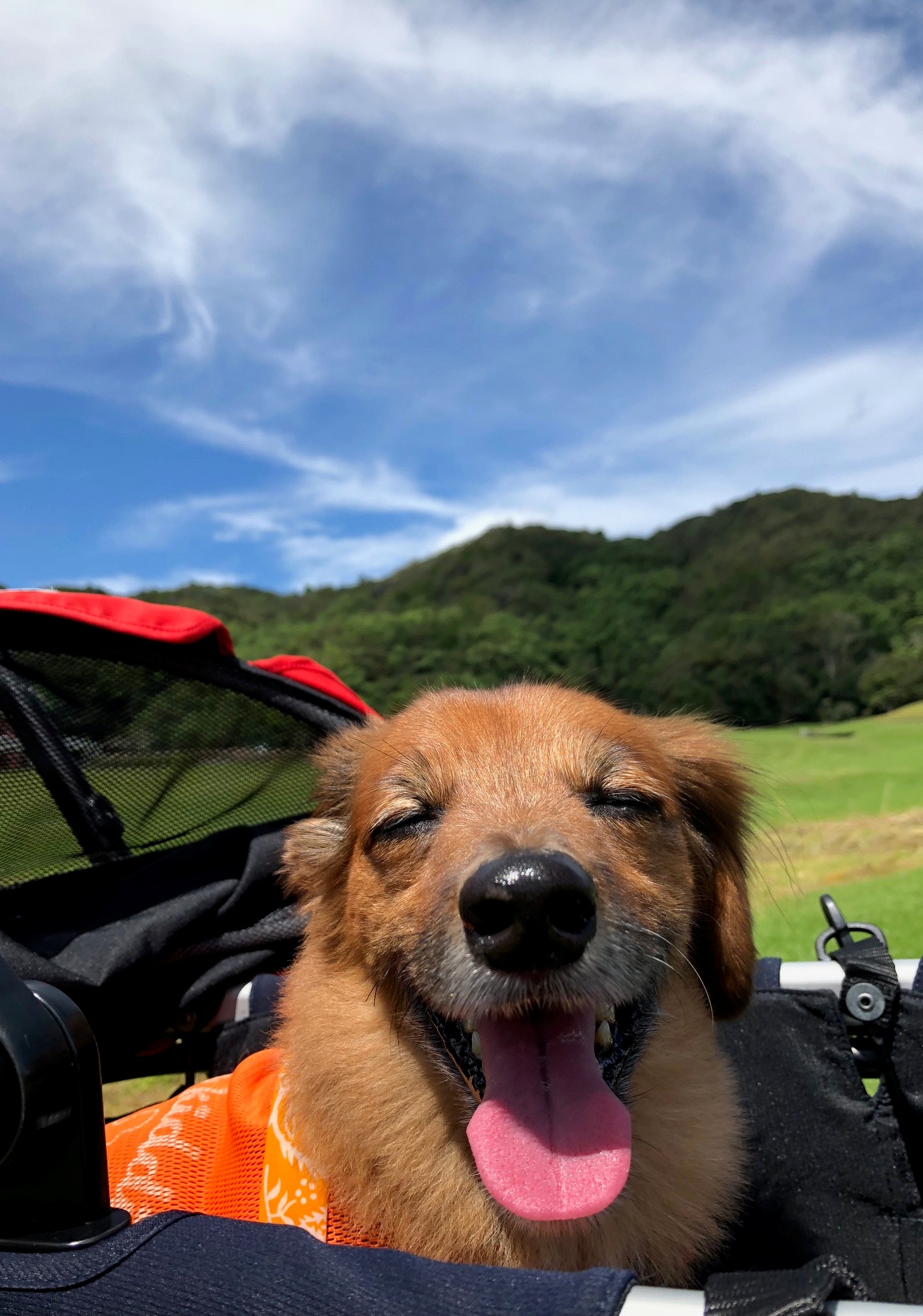 ココラくん ♂ ココラくん ♂