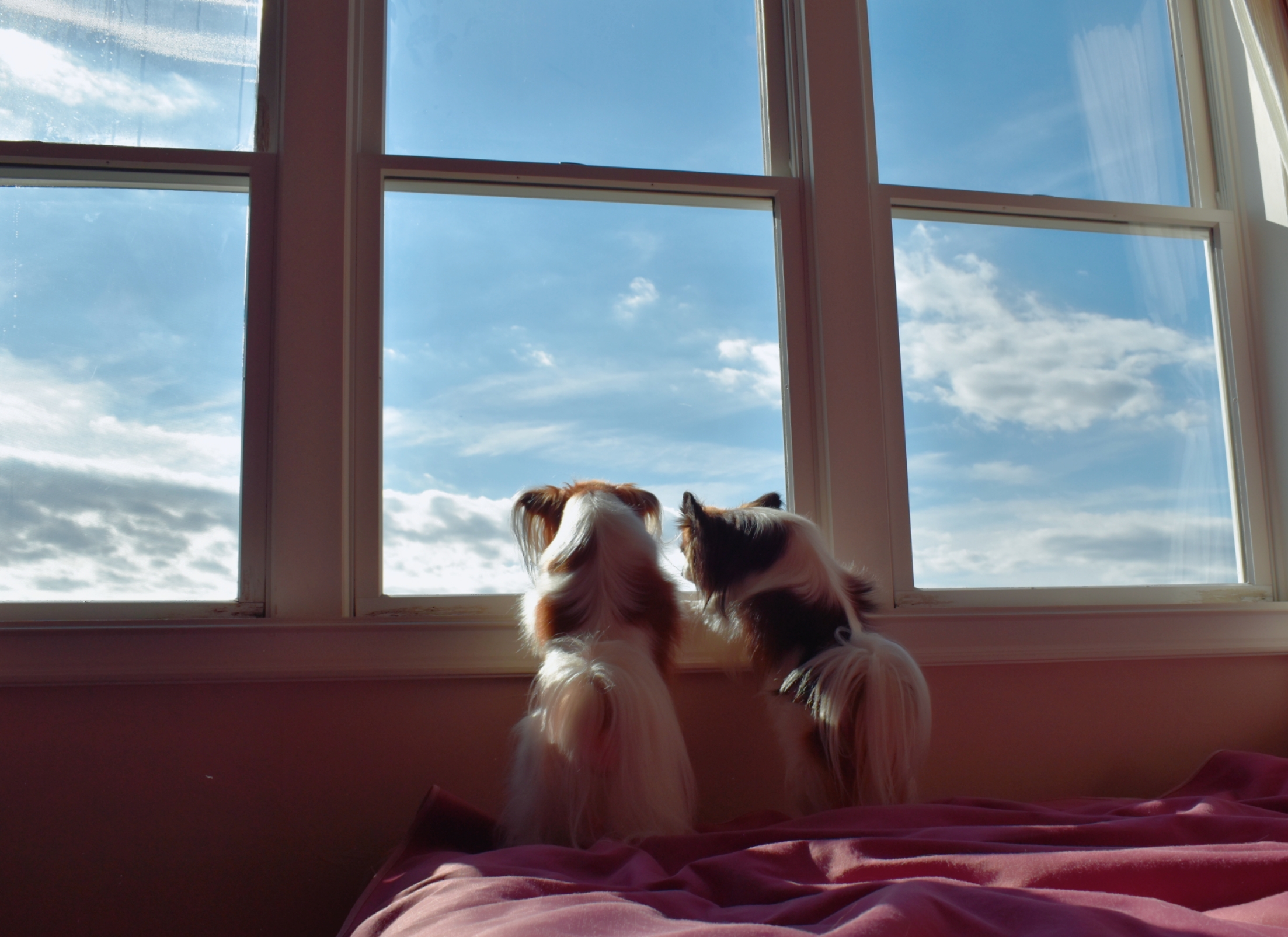 プラムちゃん　♀　＆　ライムちゃん　♀