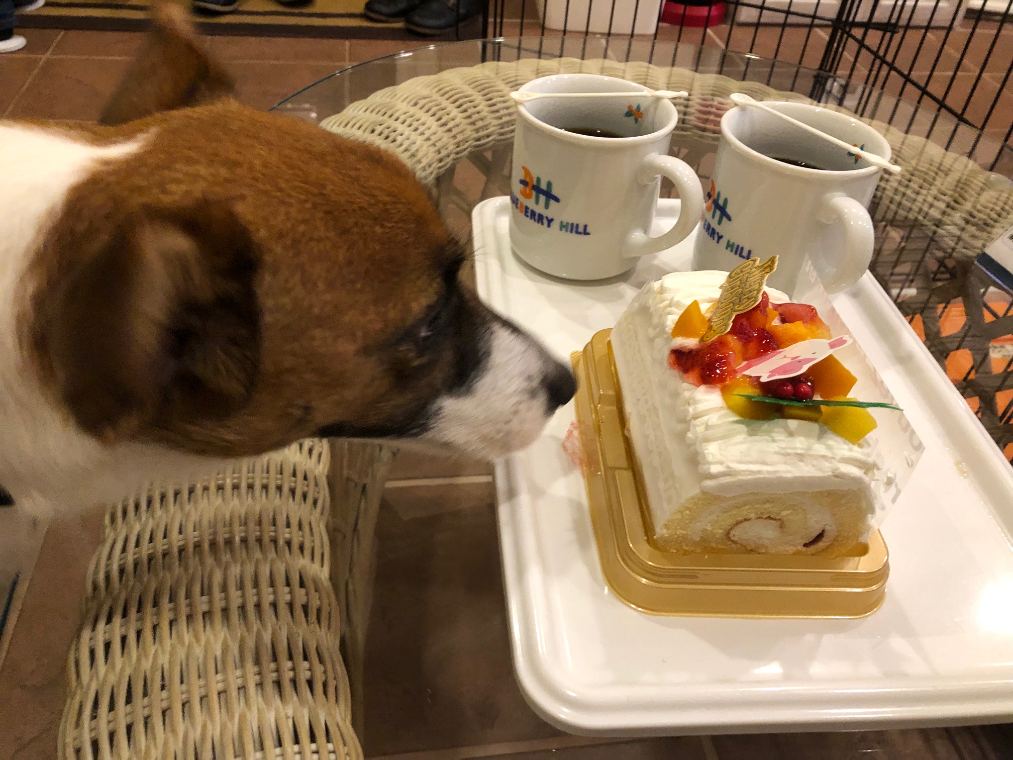 バディーくん　♂