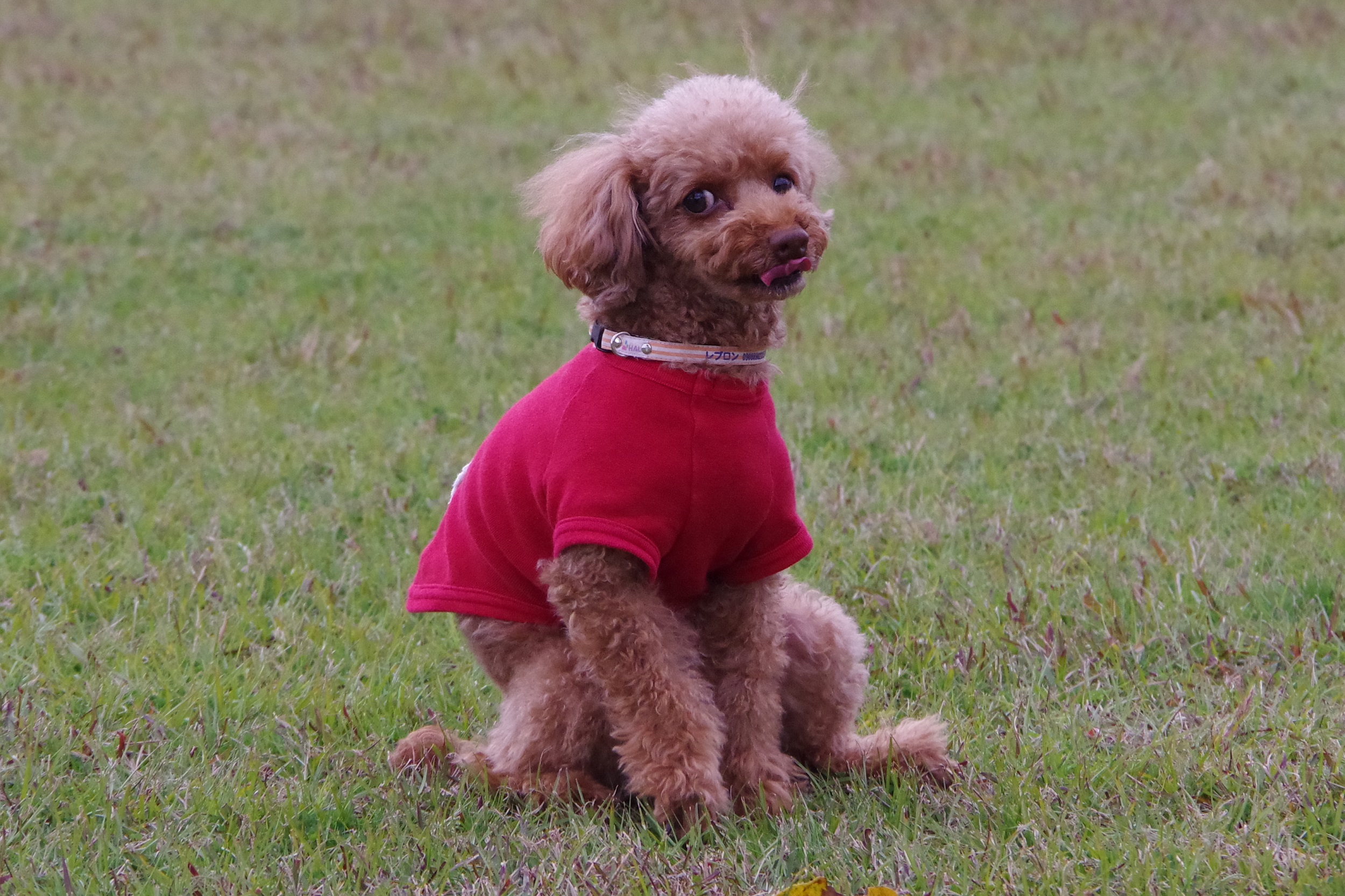 レブロンちゃん　♀