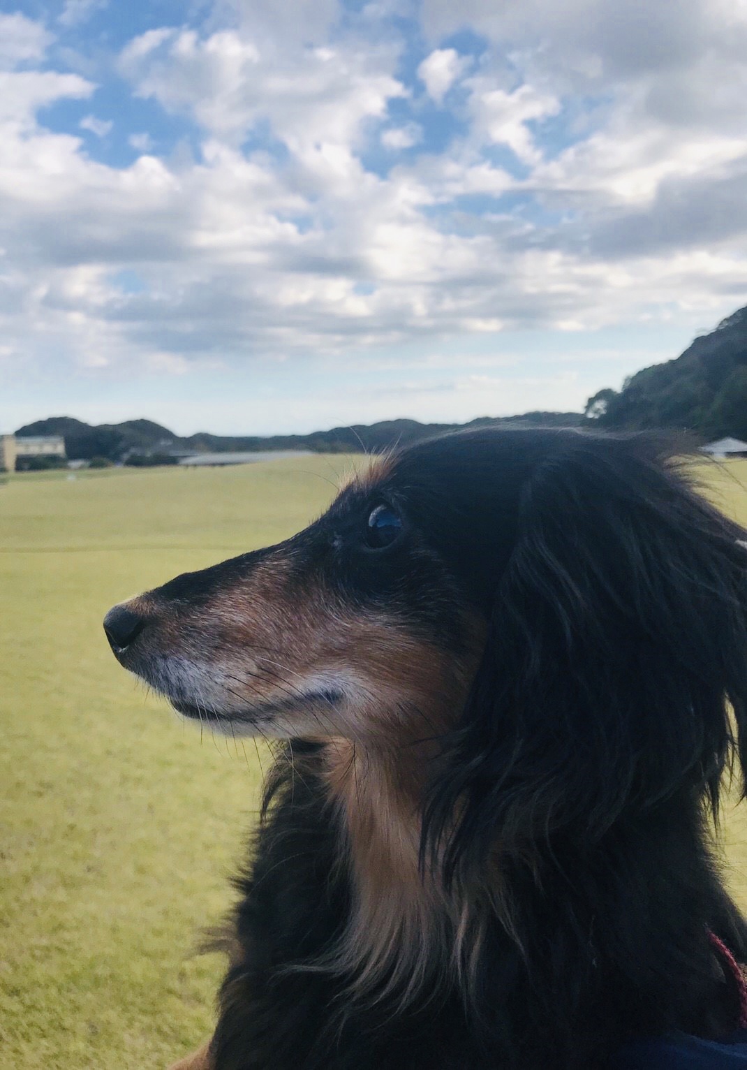 ココアちゃん　♀