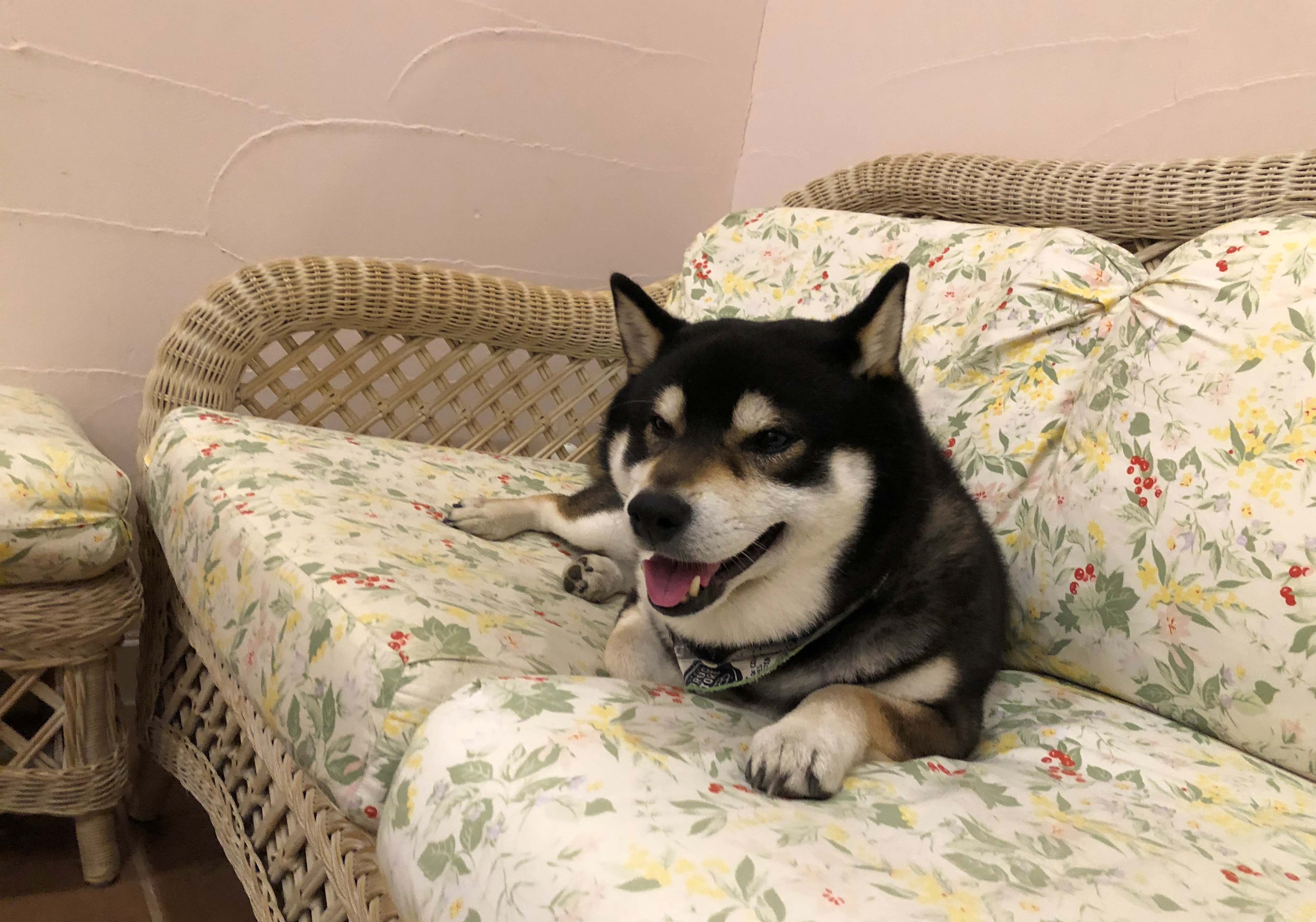 リュウくん　♂